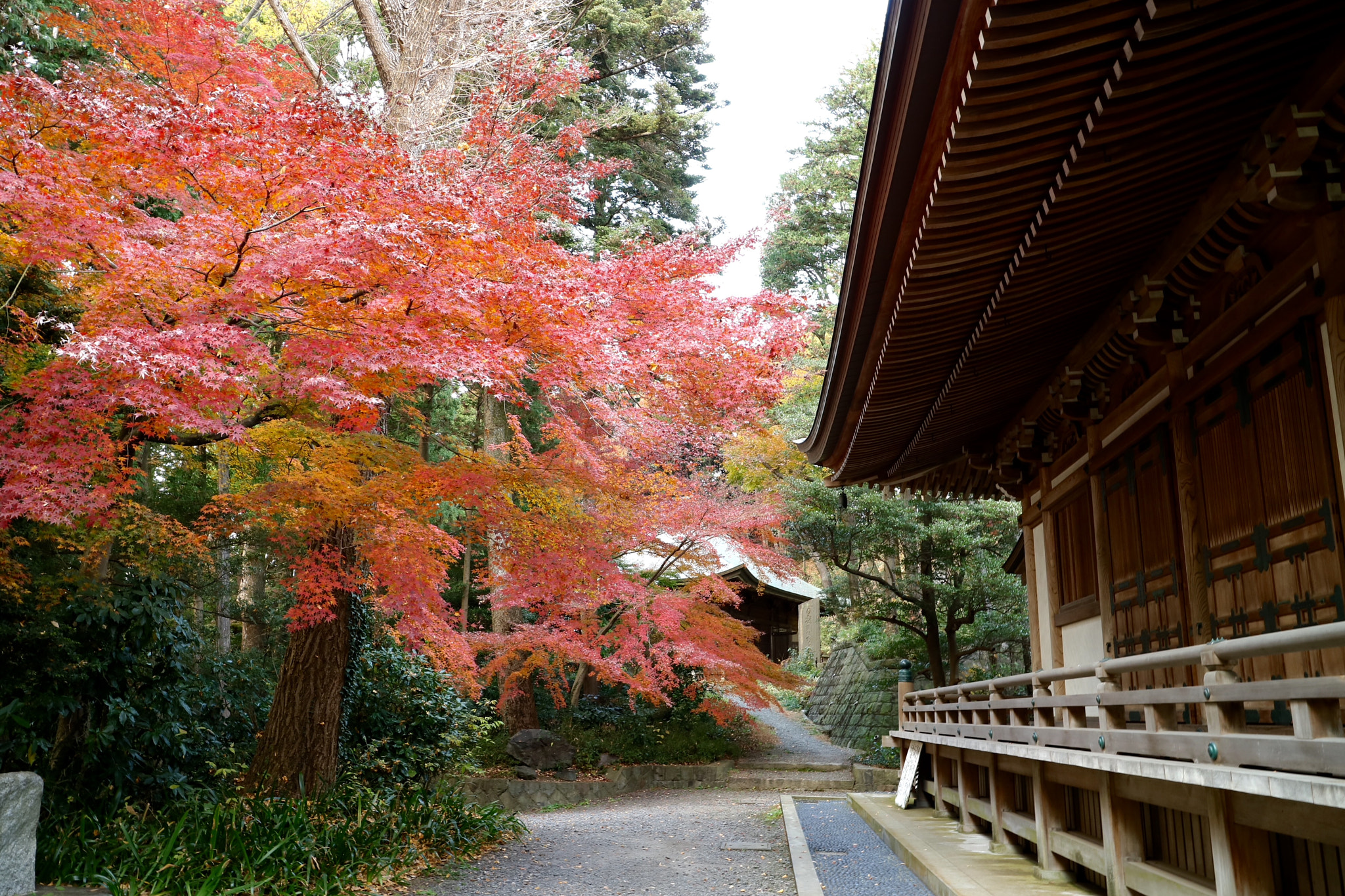Canon EOS M3 + Canon EF-M 11-22mm F4-5.6 IS STM sample photo. Ozenji-temple photography