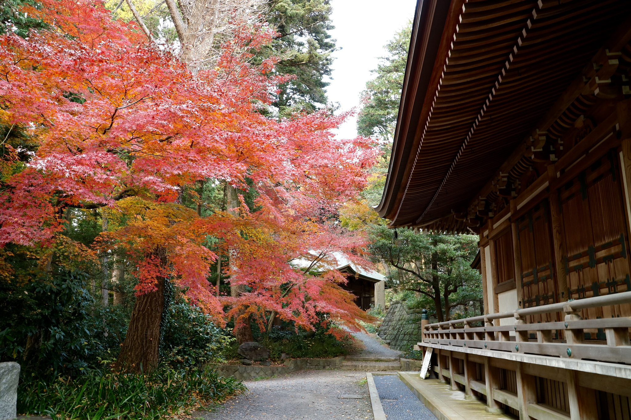 Canon EF-M 11-22mm F4-5.6 IS STM sample photo. Ozenji-temple photography