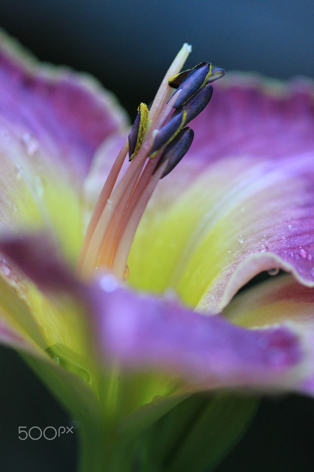 Canon EF 100mm F2.8 Macro USM sample photo. In focus photography