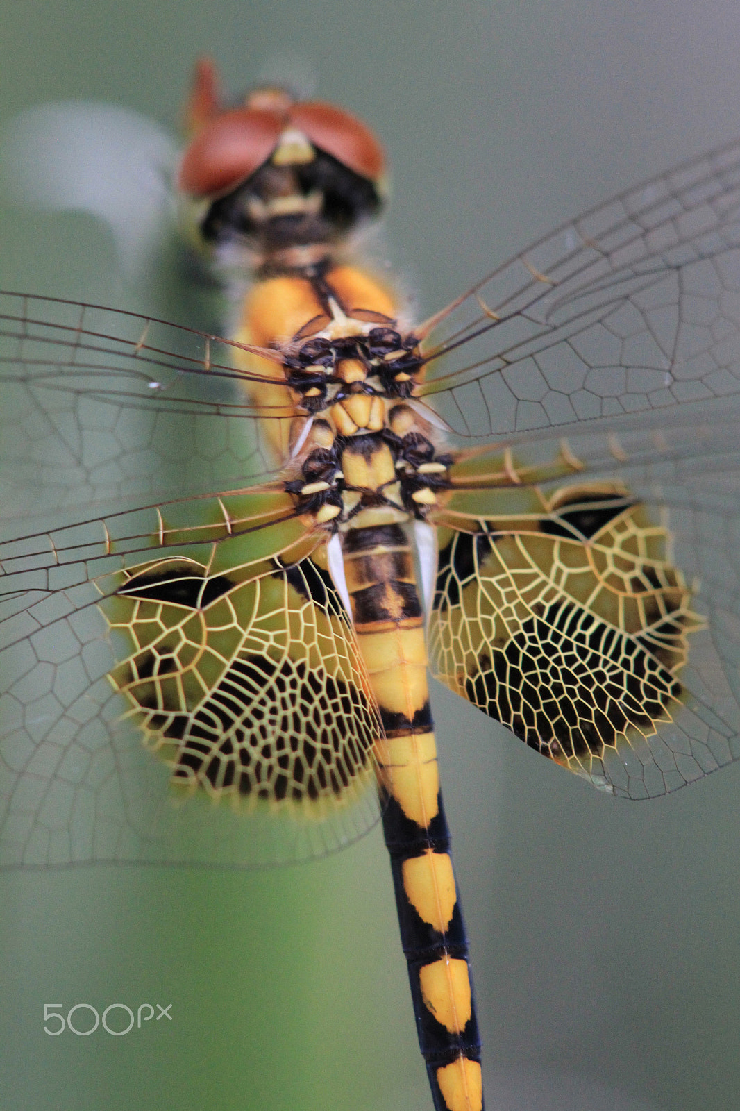 Canon EF 100mm F2.8 Macro USM sample photo. How intricate photography