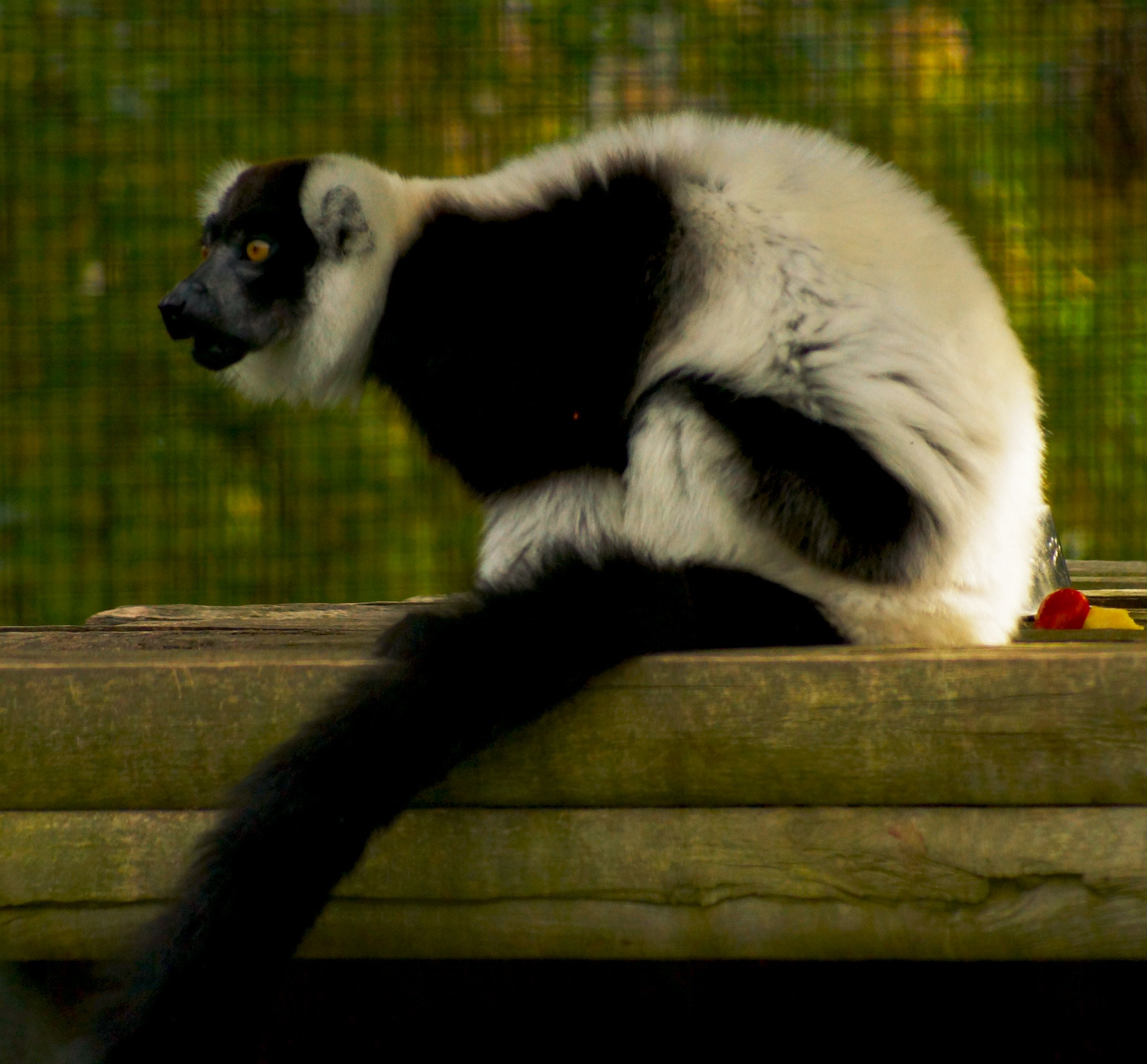 Sony 75-300mm F4.5-5.6 sample photo