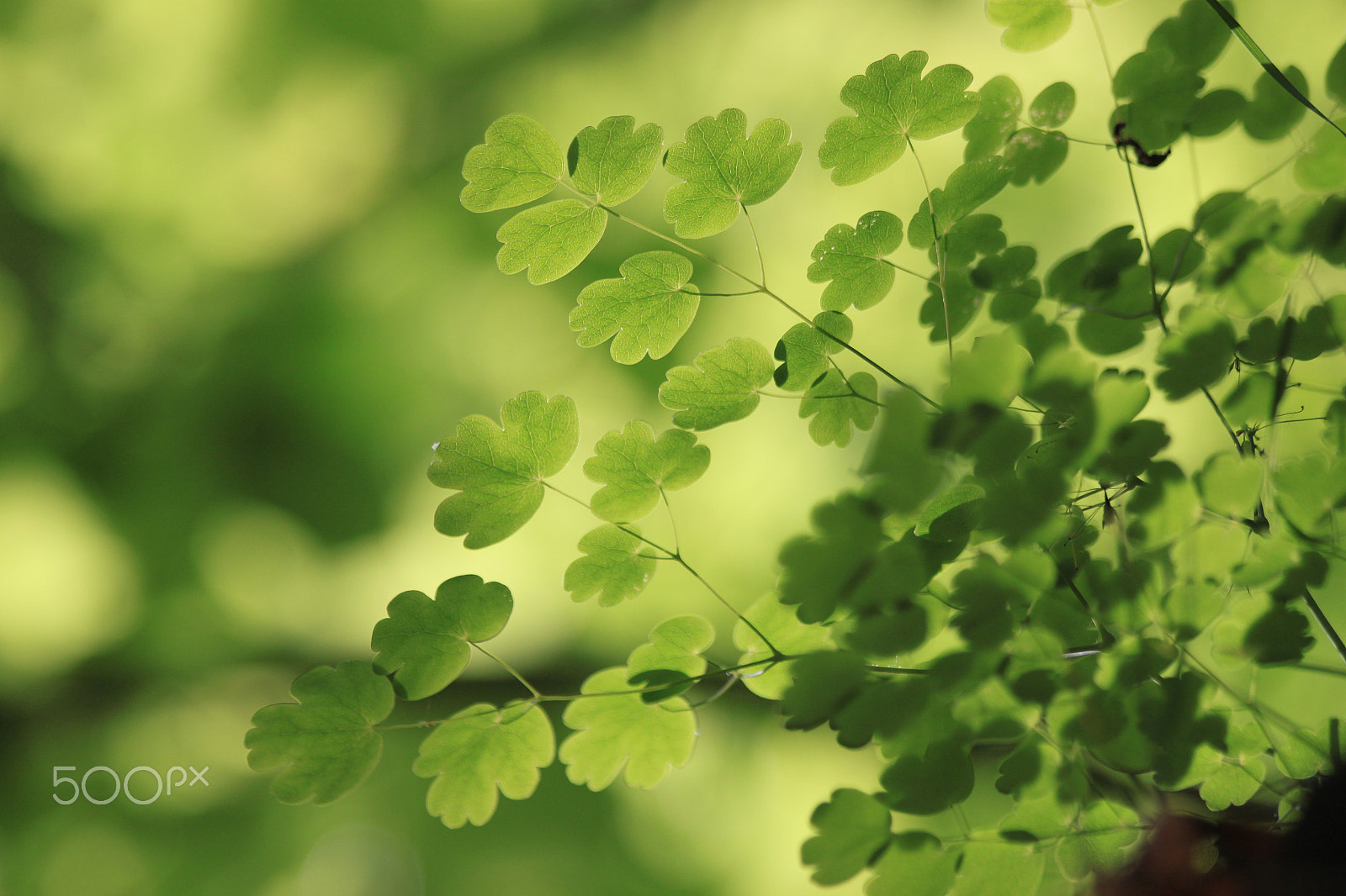 Canon EF 70-300mm F4-5.6 IS USM sample photo. Perspective on this green abstract photography
