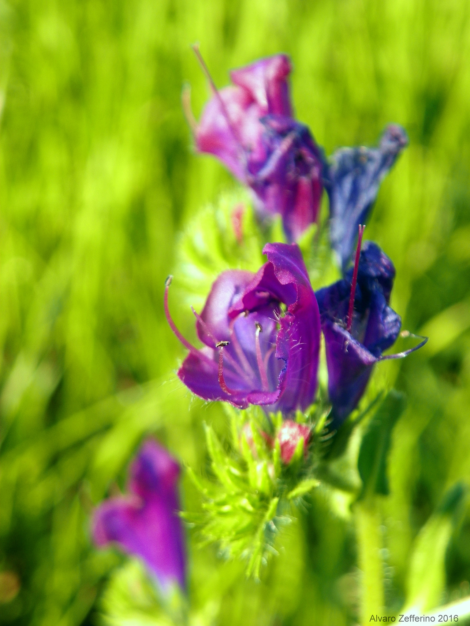 Kodak EasyShare Z981 sample photo. Primavera silvestre photography