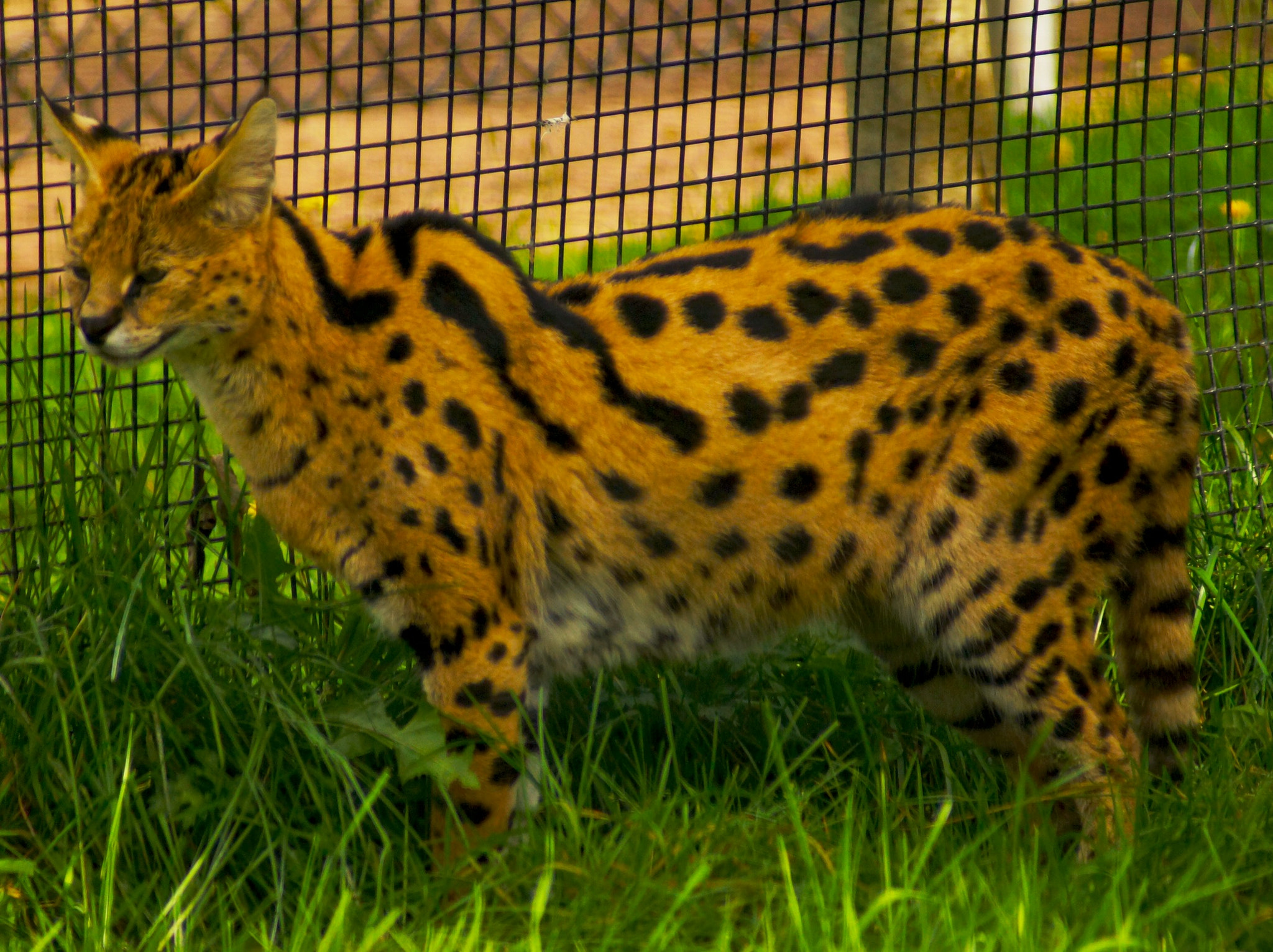 Sony 75-300mm F4.5-5.6 sample photo