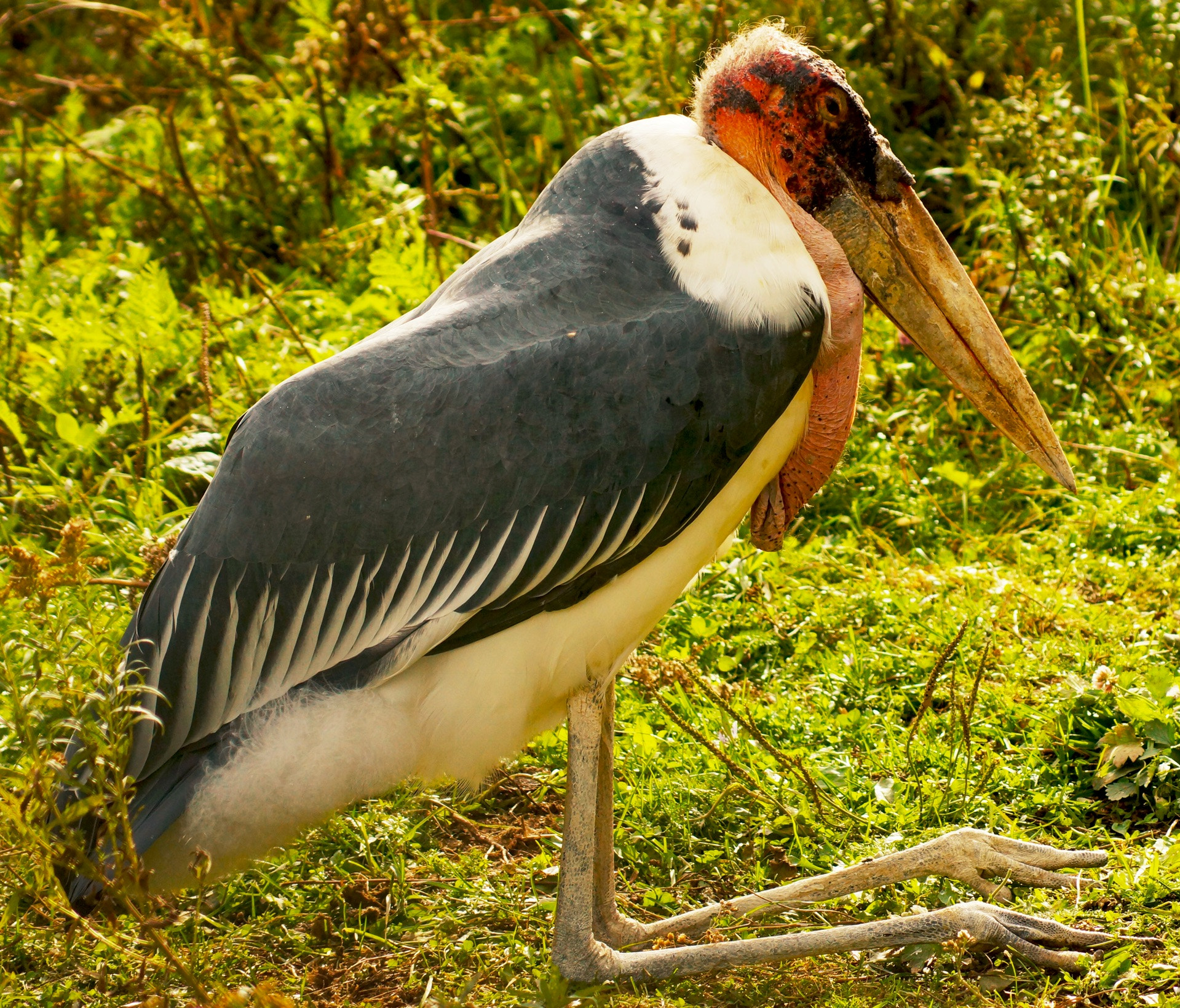 Sony 75-300mm F4.5-5.6 sample photo