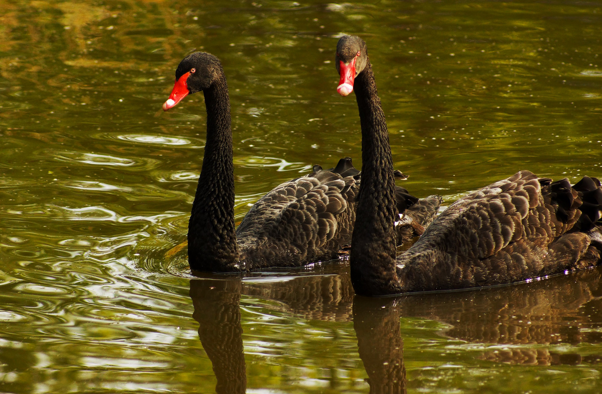 Sony 75-300mm F4.5-5.6 sample photo
