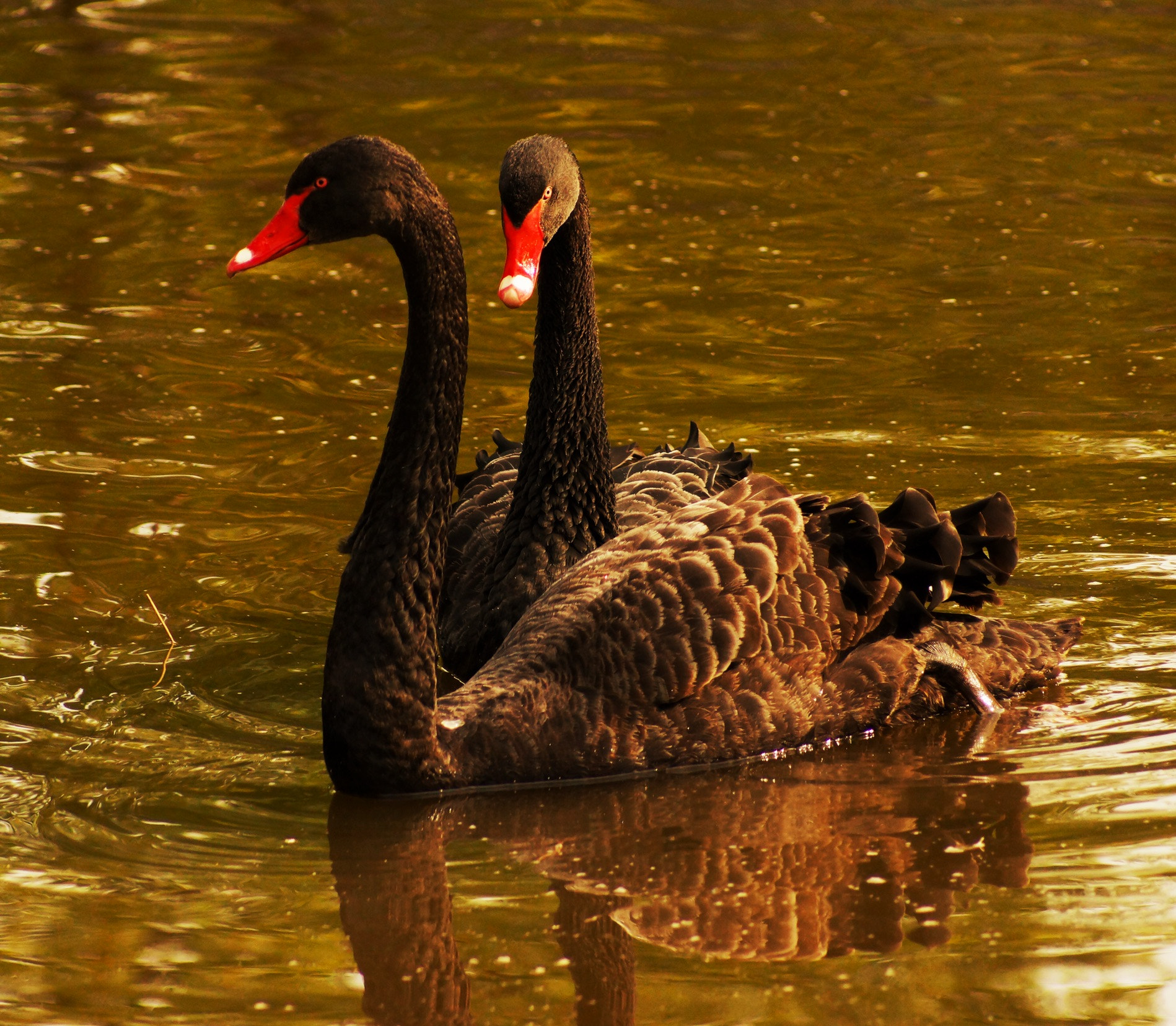 Sony 75-300mm F4.5-5.6 sample photo