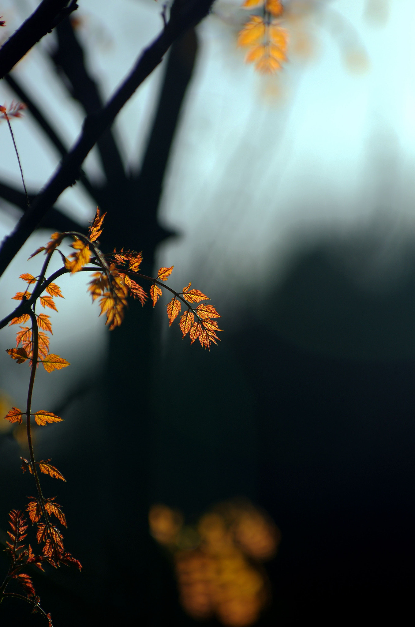 Pentax K-5 IIs sample photo. Untitled photography