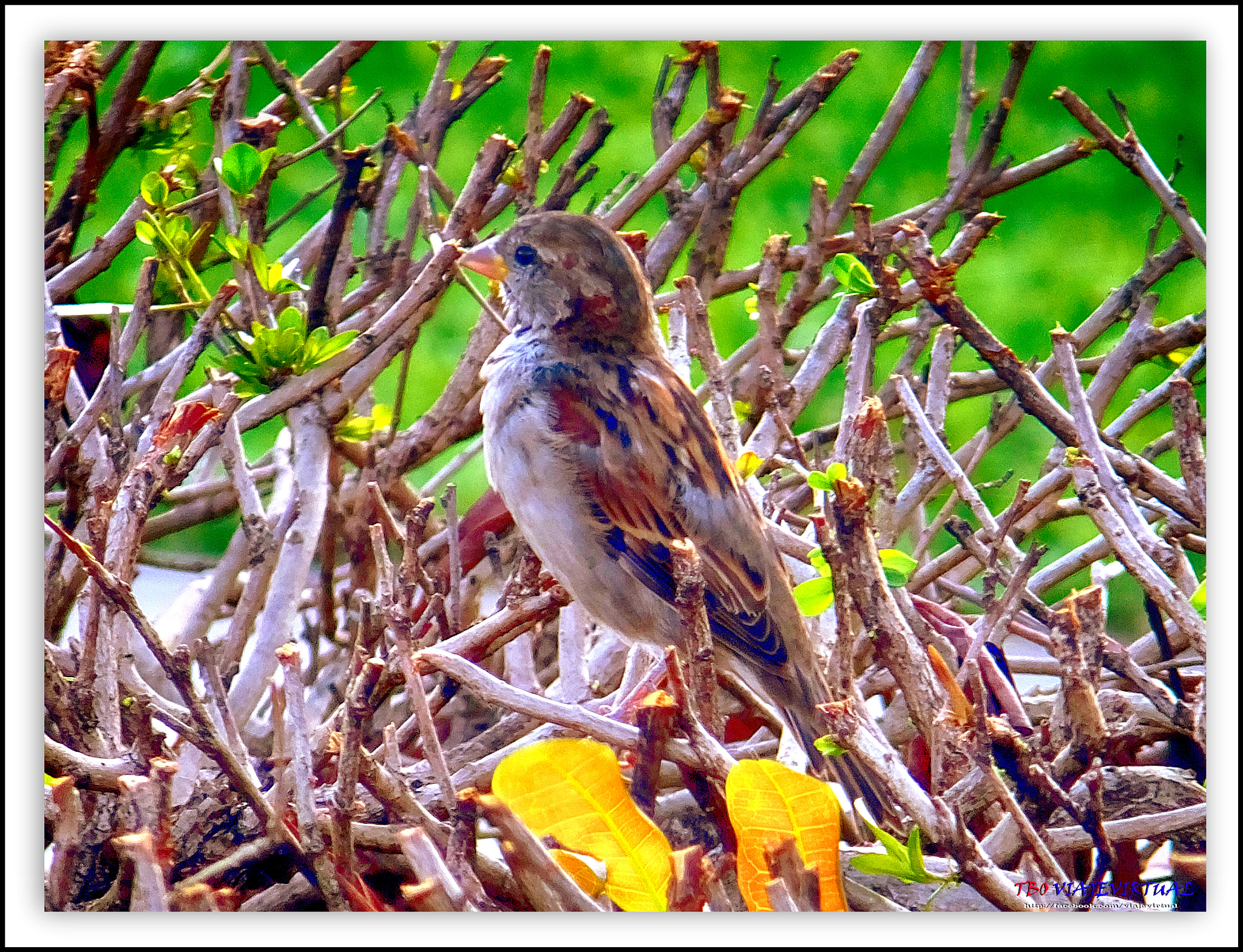 Fujifilm FinePix F850EXR sample photo. If trees you can not see the forest ... fly. !! photography