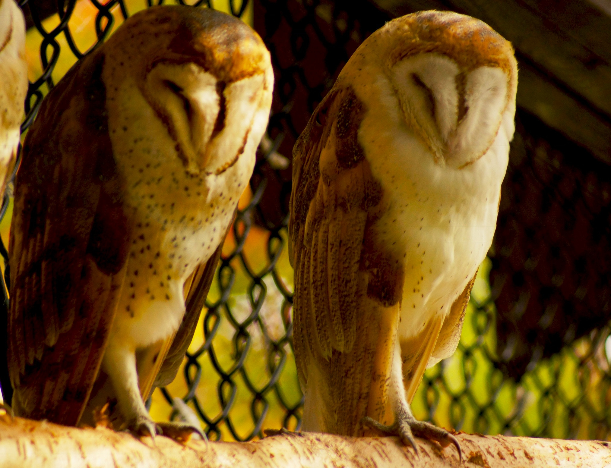 Sony 75-300mm F4.5-5.6 sample photo