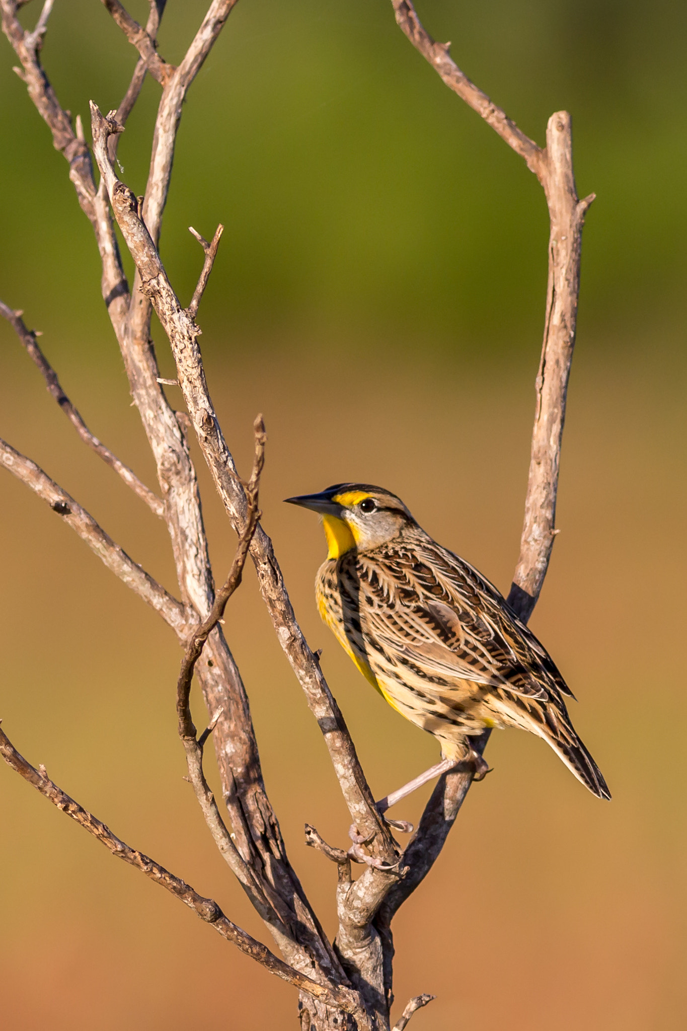 Canon EOS 6D + Canon EF 400mm F5.6L USM sample photo. Small yellow/brown bird photography
