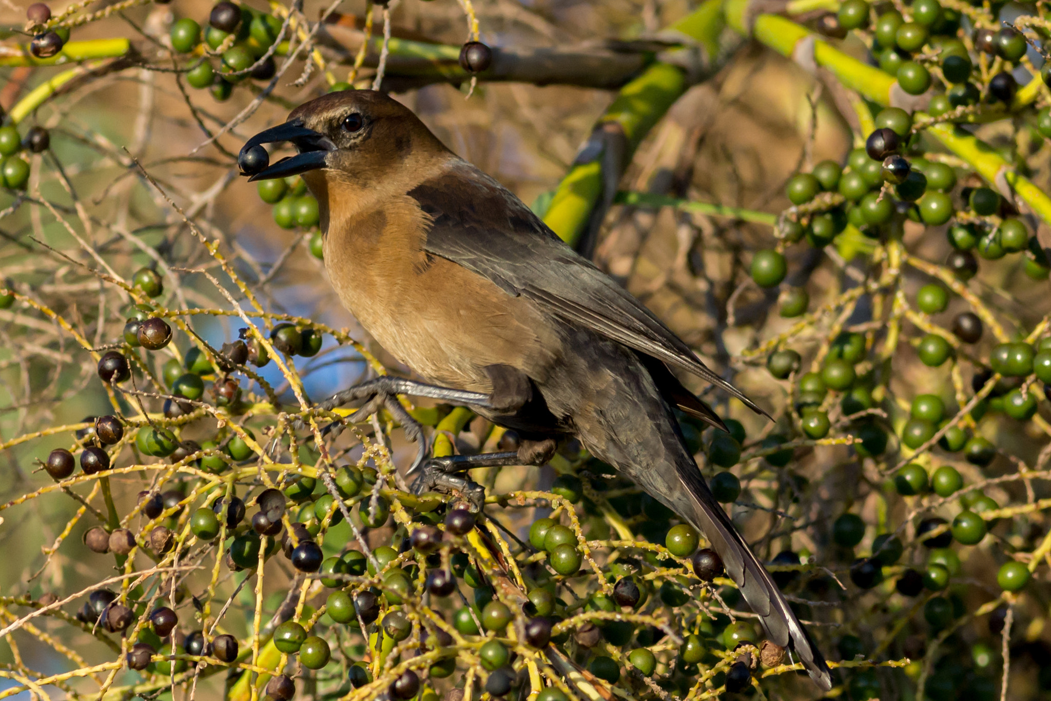 Canon EOS 6D + Canon EF 400mm F5.6L USM sample photo. Bird with a berry photography