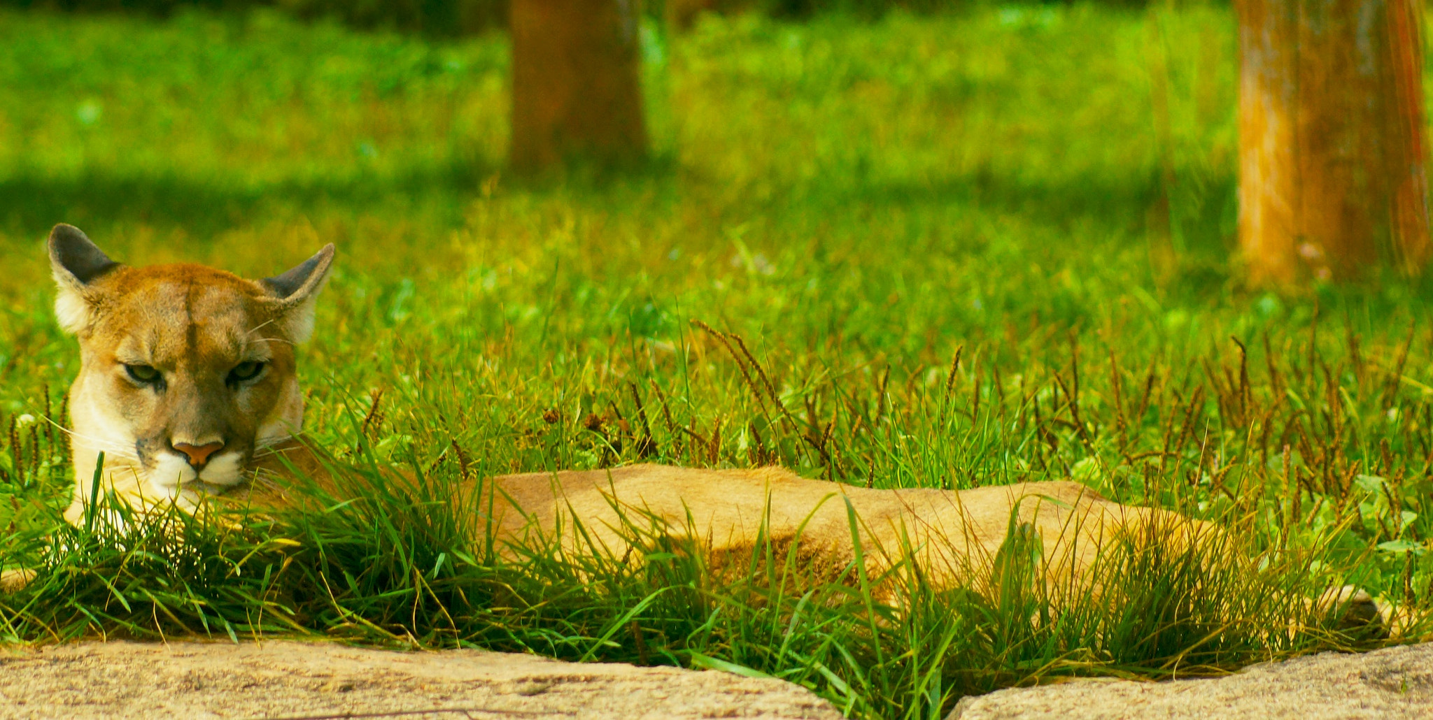 Sony 75-300mm F4.5-5.6 sample photo