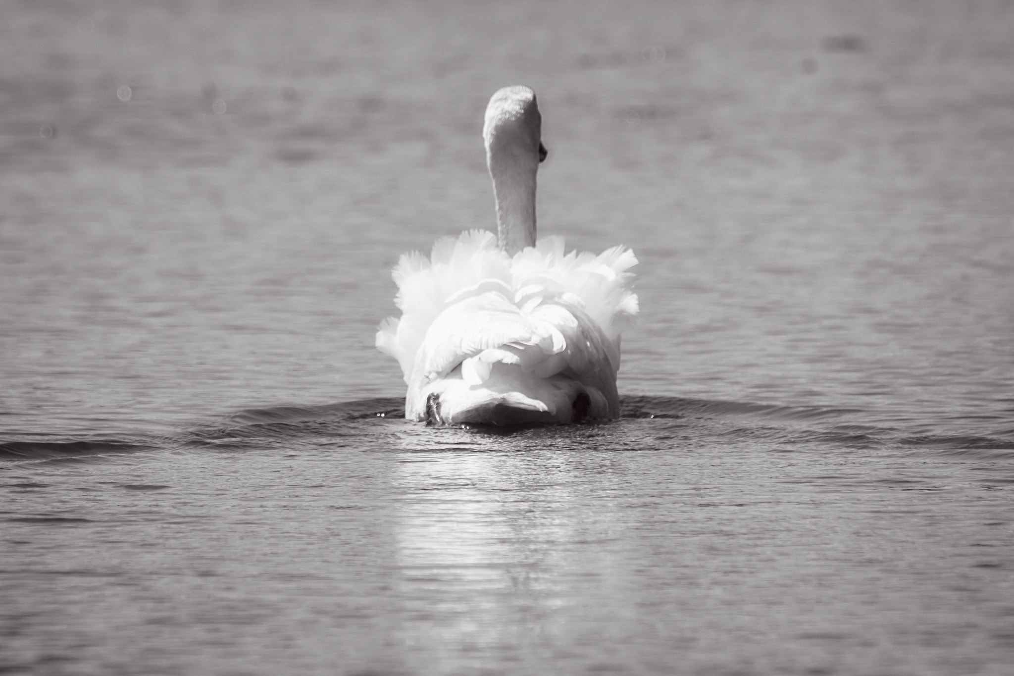 150-600mm F5-6.3 DG OS HSM | Contemporary 015 sample photo. Beauty photography