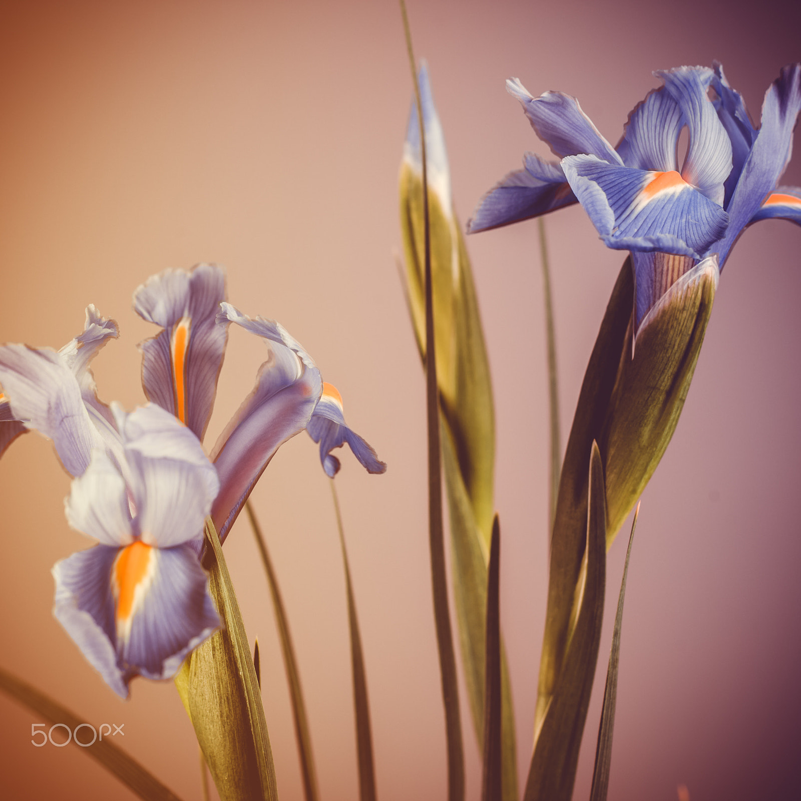 Canon EOS-1D Mark III sample photo