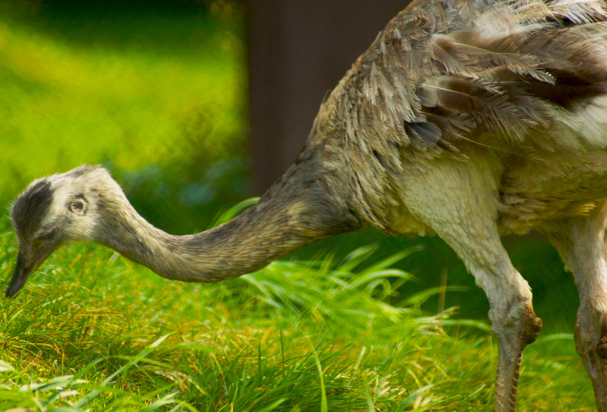 Sony 75-300mm F4.5-5.6 sample photo