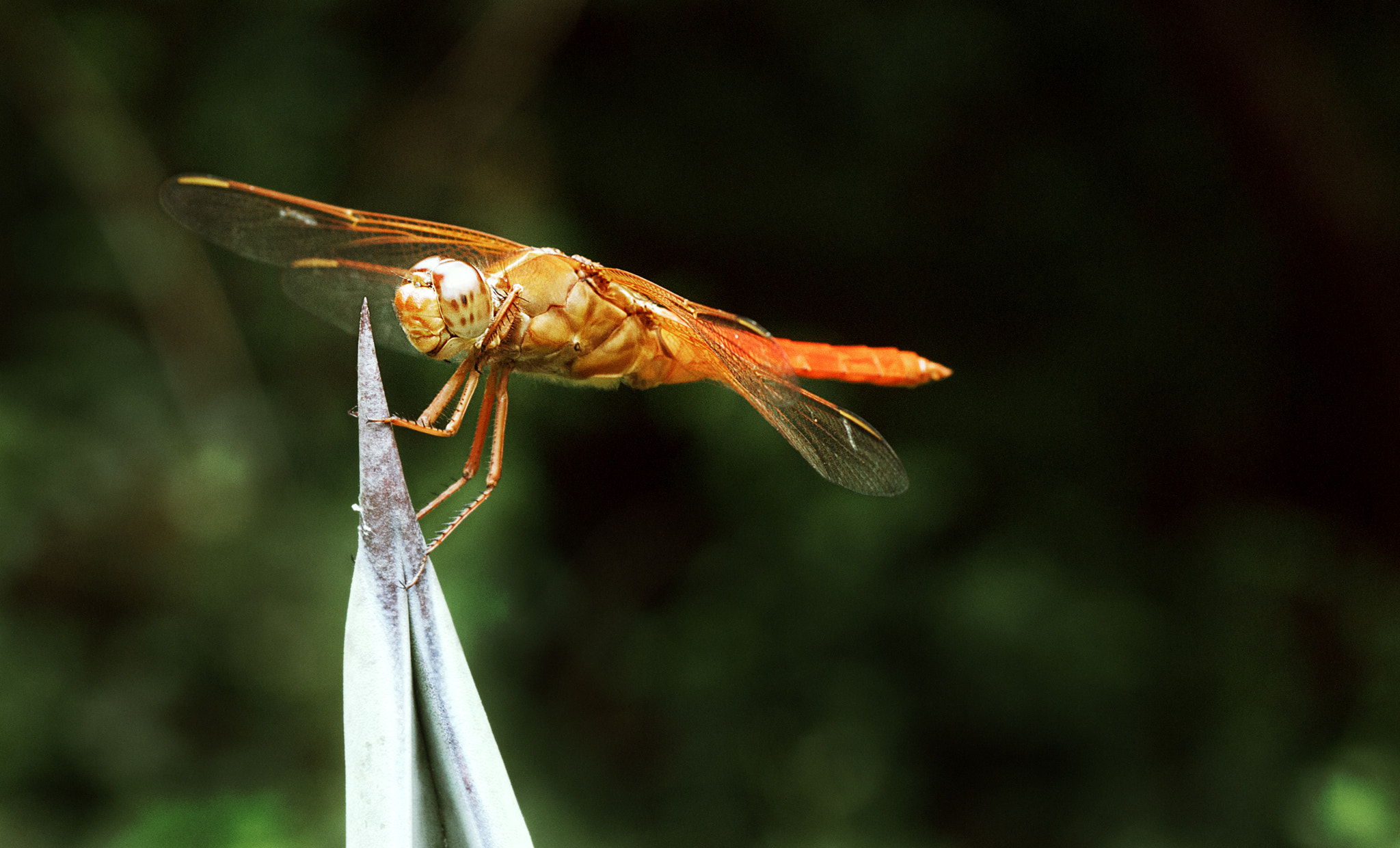Sony Alpha DSLR-A900 + Tamron SP AF 90mm F2.8 Di Macro sample photo. Dragonfly photography