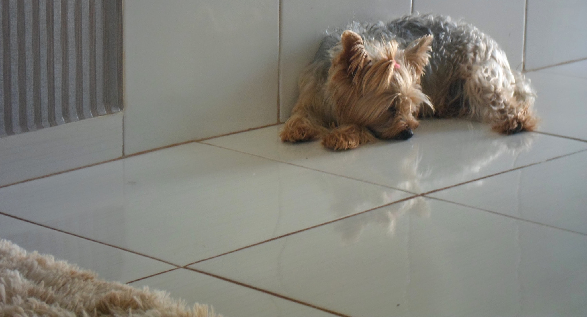 Samsung ST64 sample photo. Sleepy dog photography