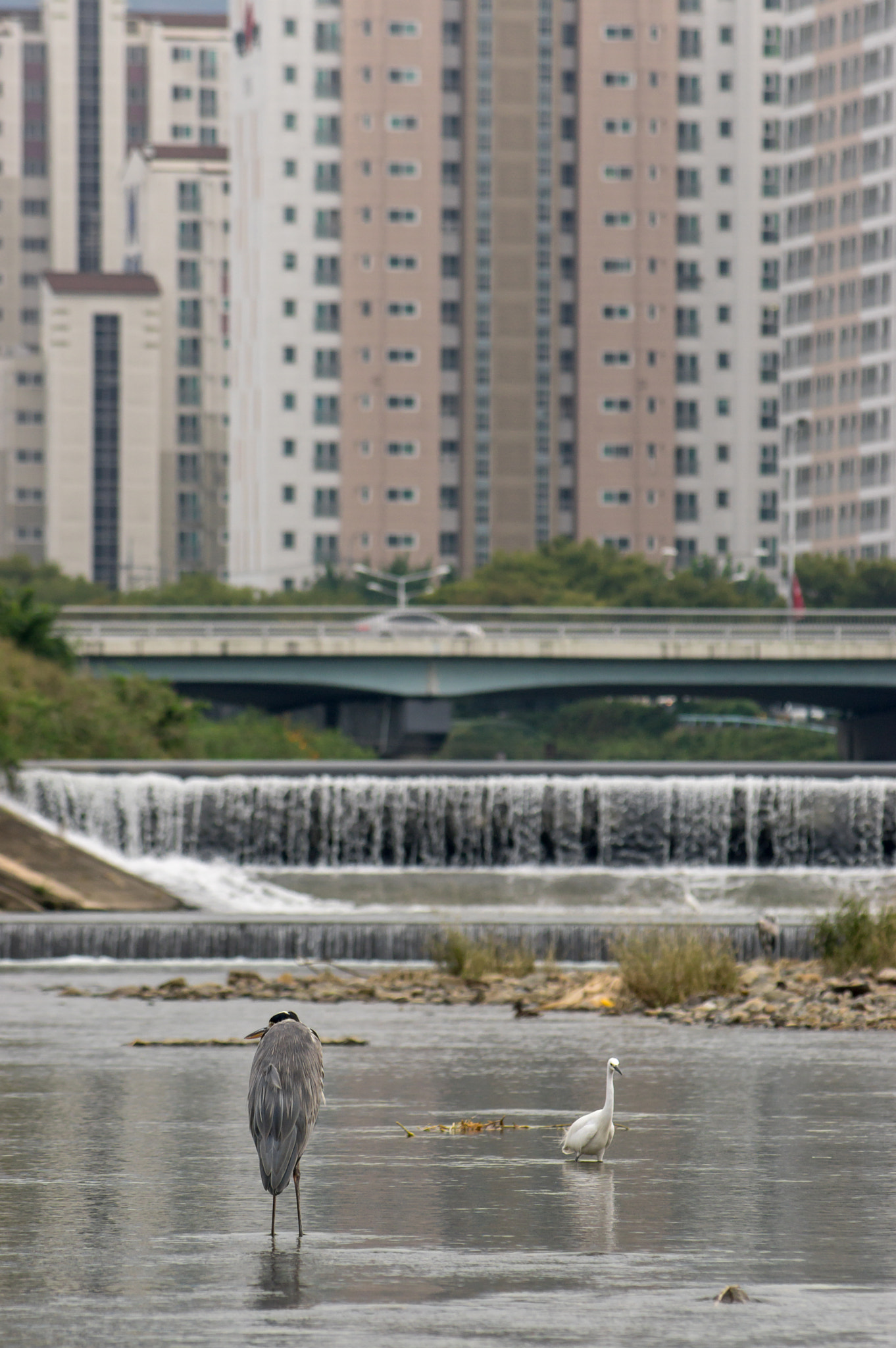 smc PENTAX-F 70-210mm F4-5.6 sample photo. Wild birds on the stream photography