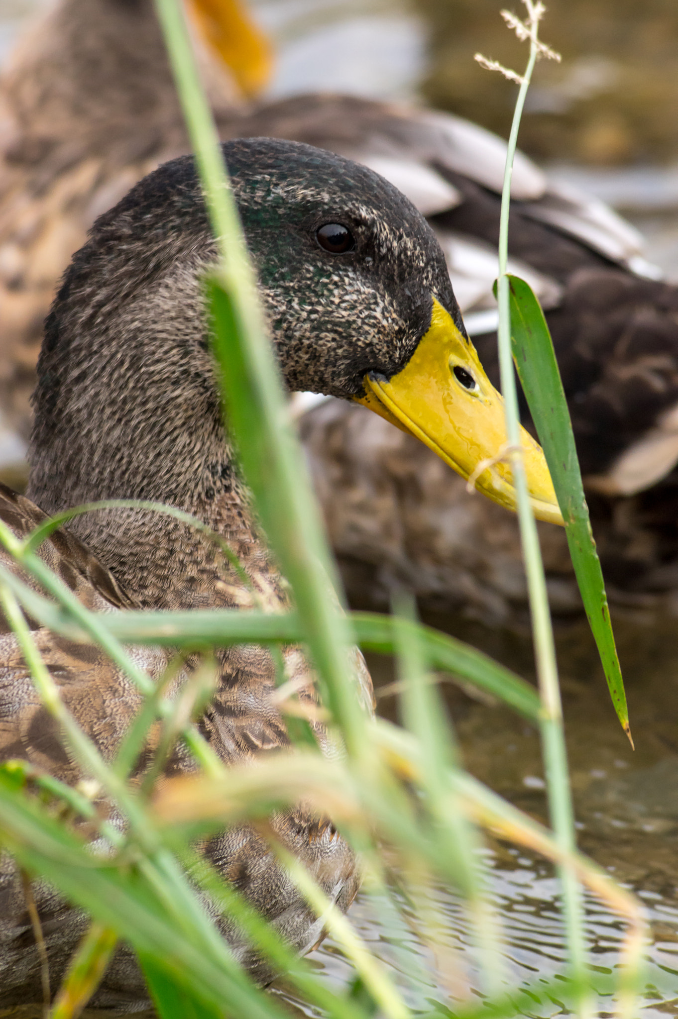 Pentax K-3 sample photo. A juvenile mallard drake photography