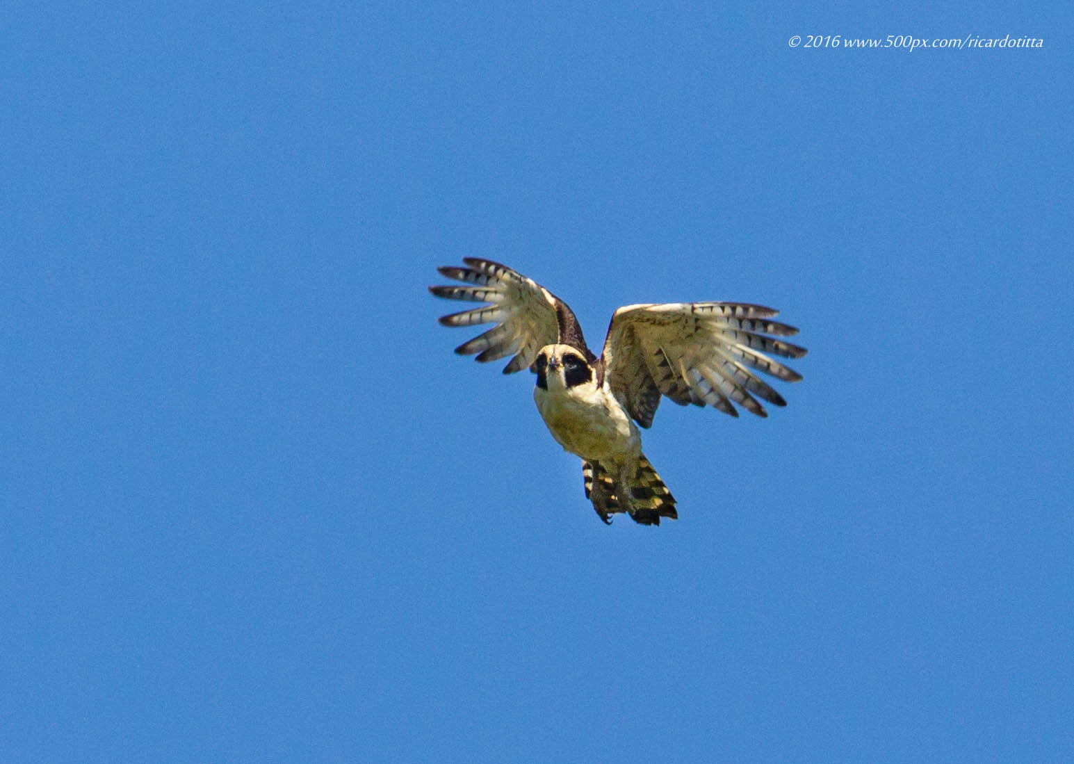 Canon EF 400mm F2.8L IS USM sample photo. Acauã photography