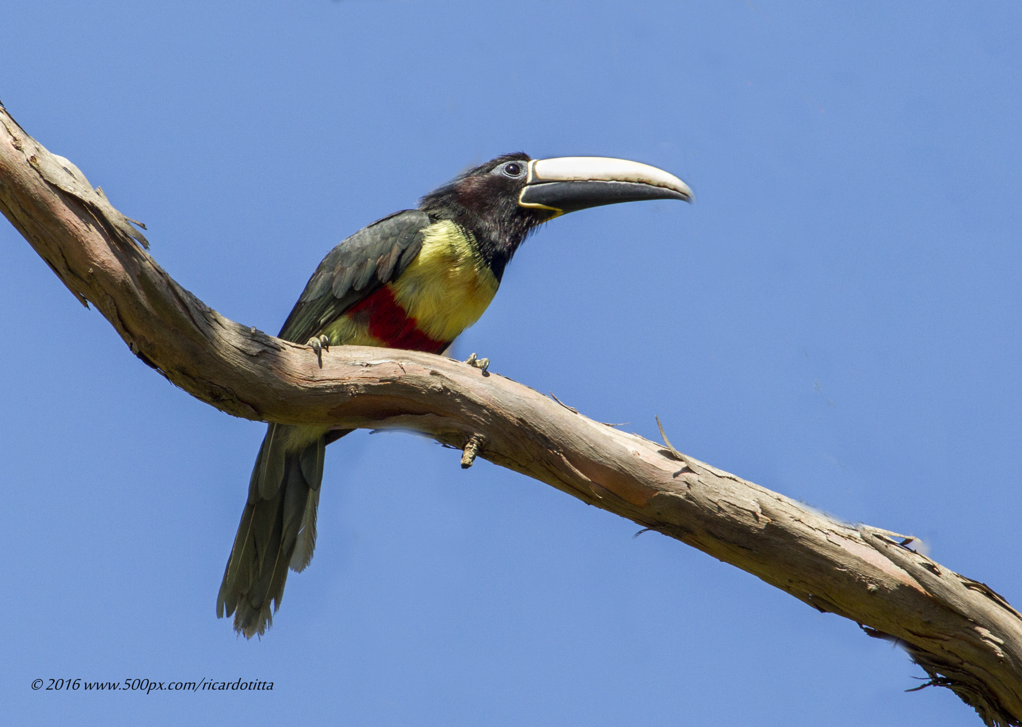 Canon EF 400mm F2.8L IS USM sample photo. Araçari de bico branco photography