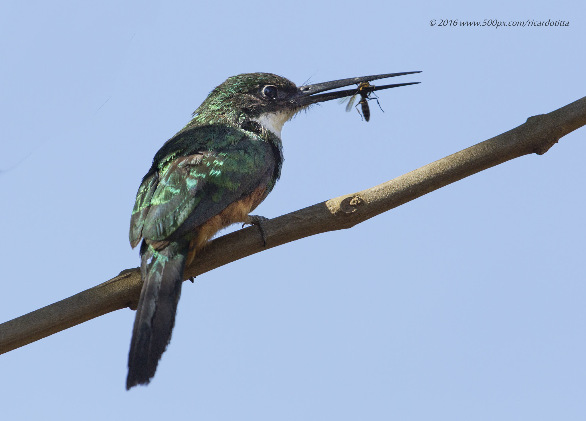 Canon EF 400mm F2.8L IS USM sample photo. Ariramba de cauda ruiva photography