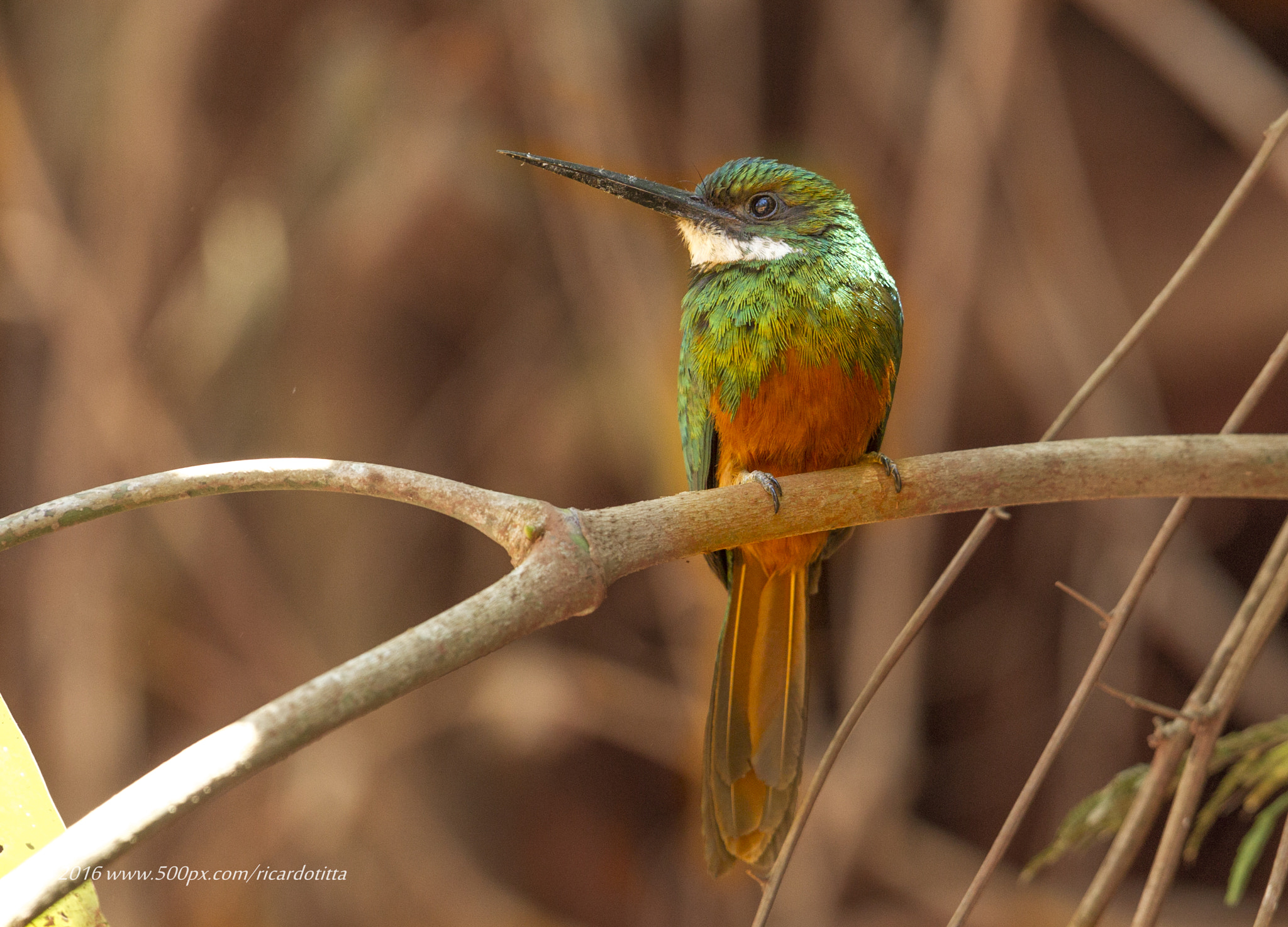 Canon EF 400mm F2.8L IS USM sample photo. Ariramba de  cauda ruiva -macho photography