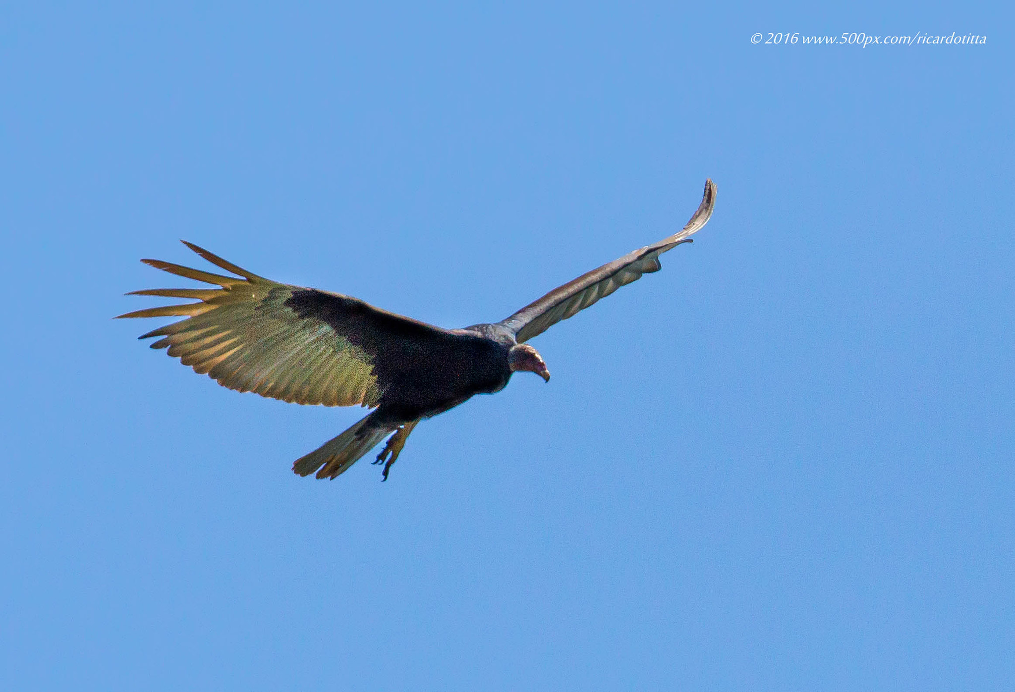 Canon EF 400mm F2.8L IS USM sample photo. Urubu de cabeça vermelha photography