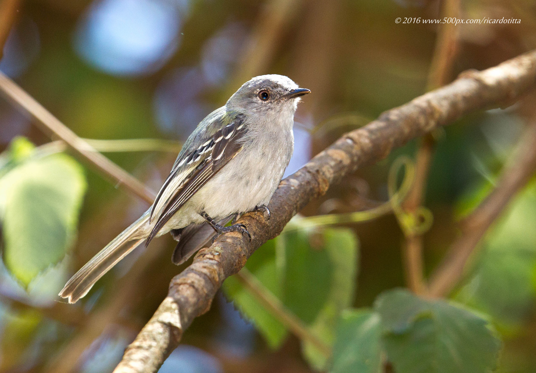 Canon EF 400mm F2.8L IS USM sample photo. Guaracava cinzenta photography
