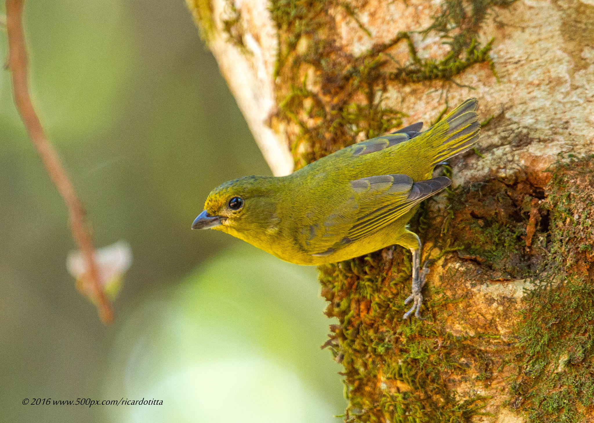 Canon EF 400mm F2.8L IS USM sample photo. Gaturamo verdadeiro -femea photography