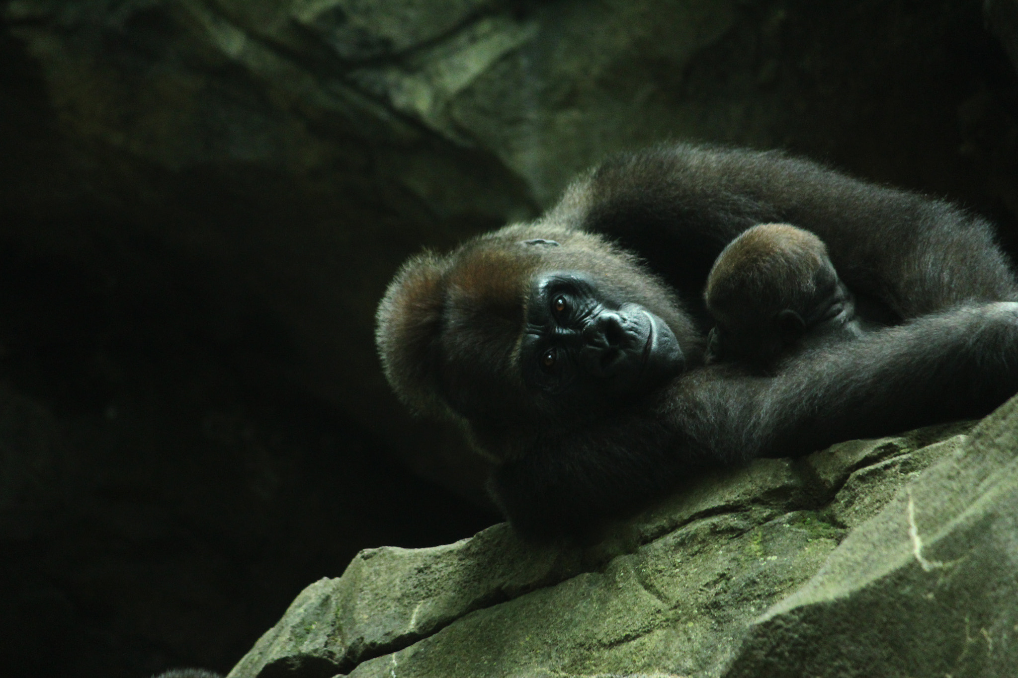Canon EOS 650D (EOS Rebel T4i / EOS Kiss X6i) sample photo. Gorilla photography