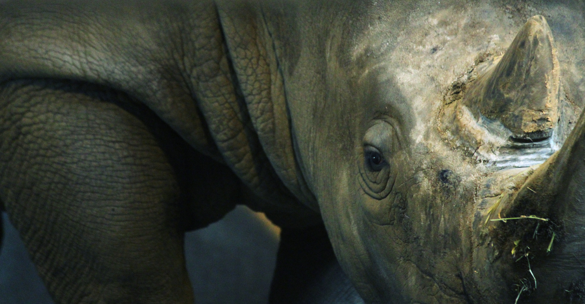 Canon EOS 650D (EOS Rebel T4i / EOS Kiss X6i) sample photo. Southern white rhino photography