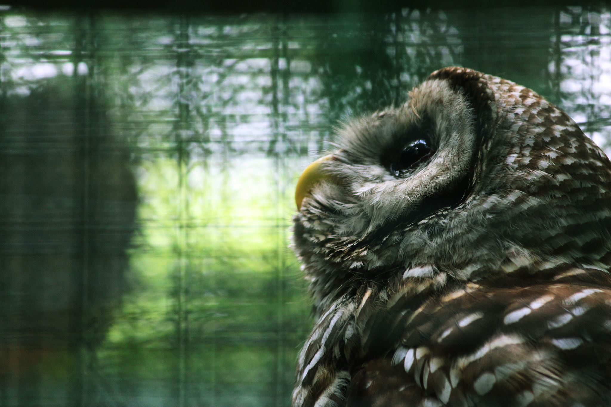 Canon EOS 650D (EOS Rebel T4i / EOS Kiss X6i) sample photo. Barn owl photography