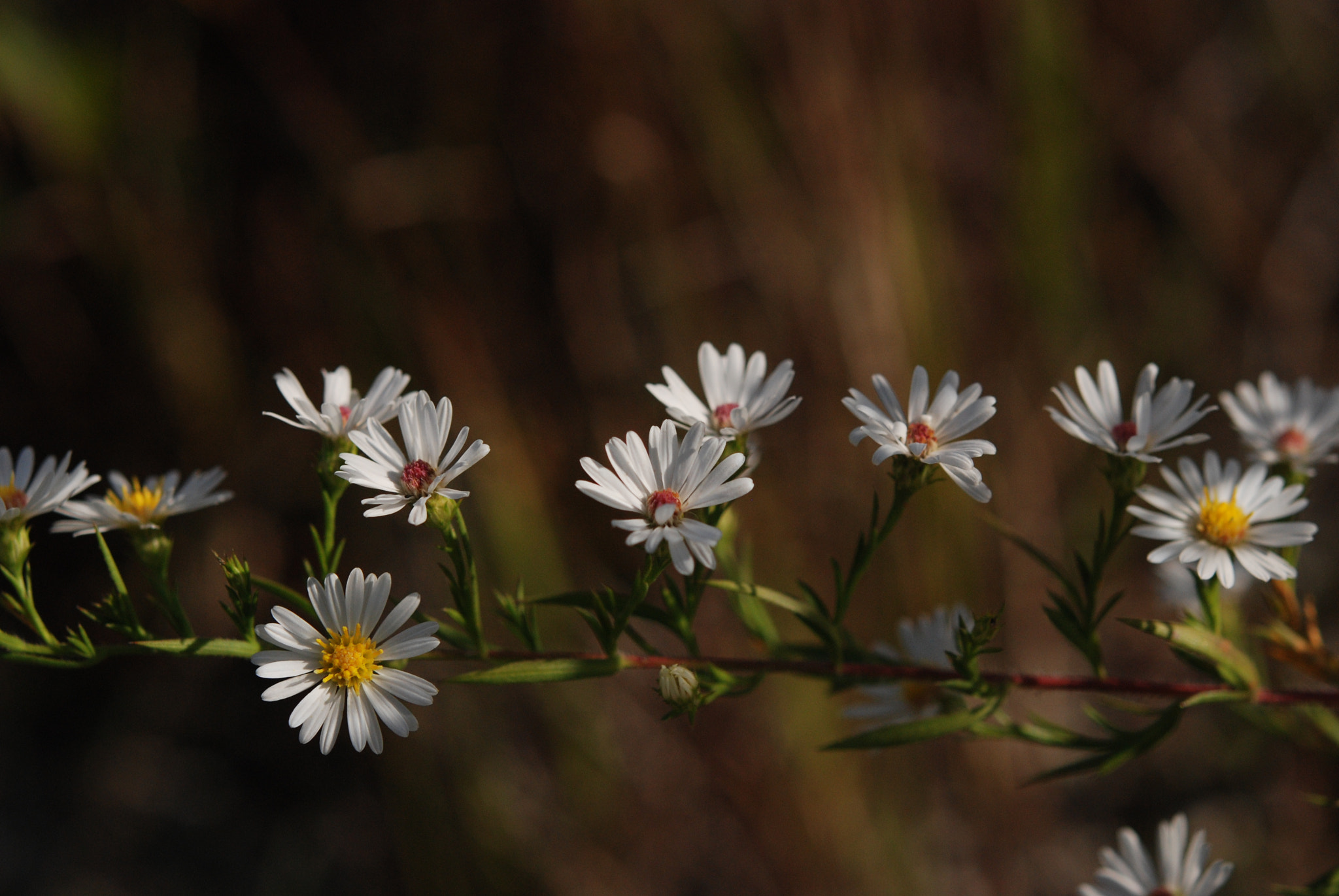 Nikon AF-S Micro-Nikkor 60mm F2.8G ED sample photo