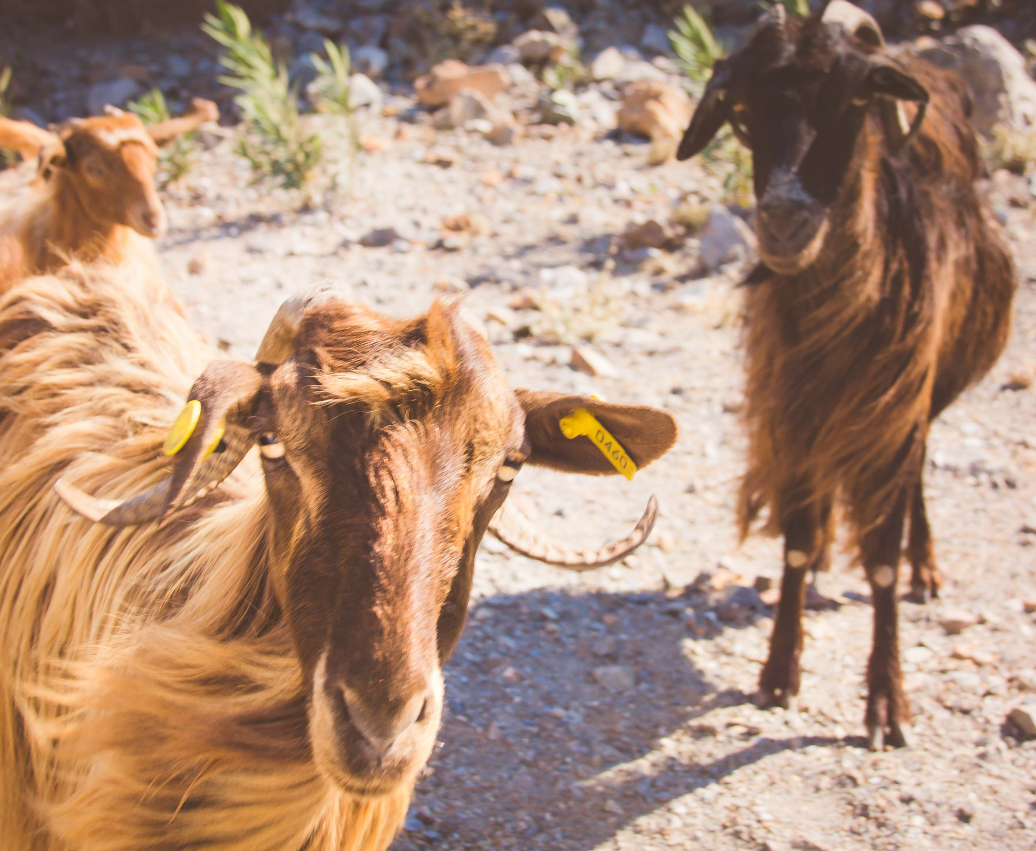 Sony SLT-A65 (SLT-A65V) + Tamron AF 28-105mm F4-5.6 [IF] sample photo. Two goats near elafonisi photography