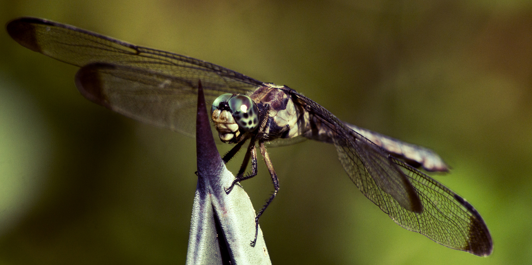 Sony Alpha DSLR-A580 + Sony 70-400mm F4-5.6 G SSM sample photo. Yusufcuk photography