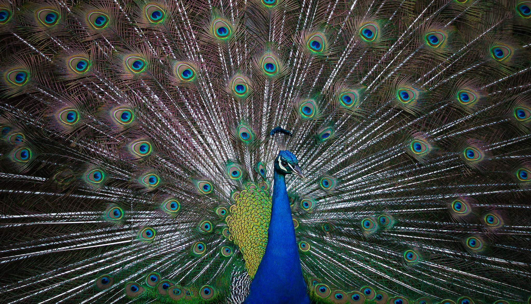 Sony Alpha NEX-6 sample photo. Peacock photography