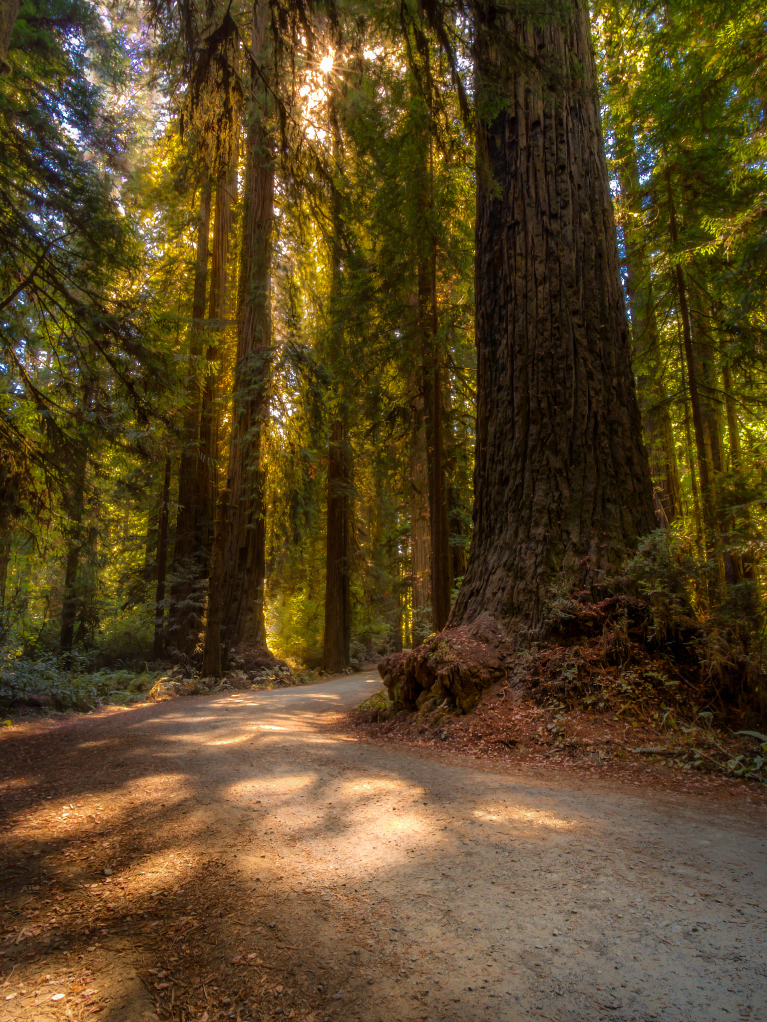 Olympus OM-D E-M5 + Olympus M.Zuiko Digital ED 7-14mm F2.8 PRO sample photo. Surreal forest photography