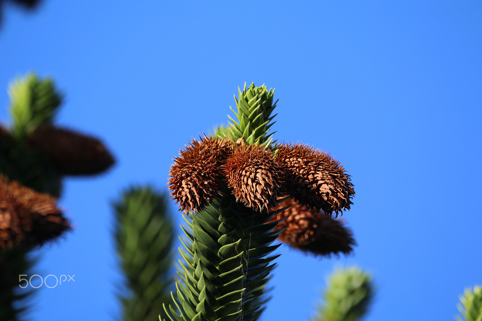 Sigma 150-600mm F5-6.3 DG OS HSM | C sample photo. Blue sky photography