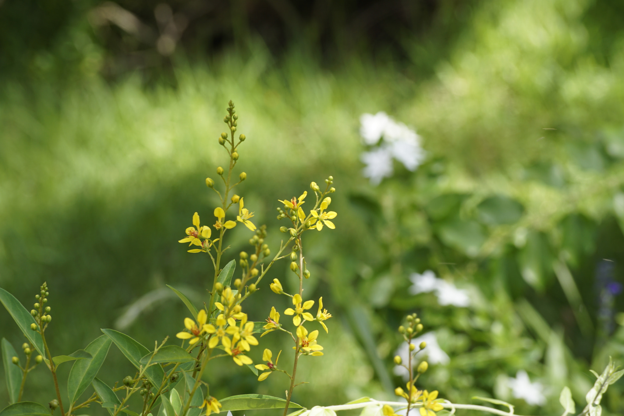 Sony DT 55-300mm F4.5-5.6 SAM sample photo. Wildflowers photography
