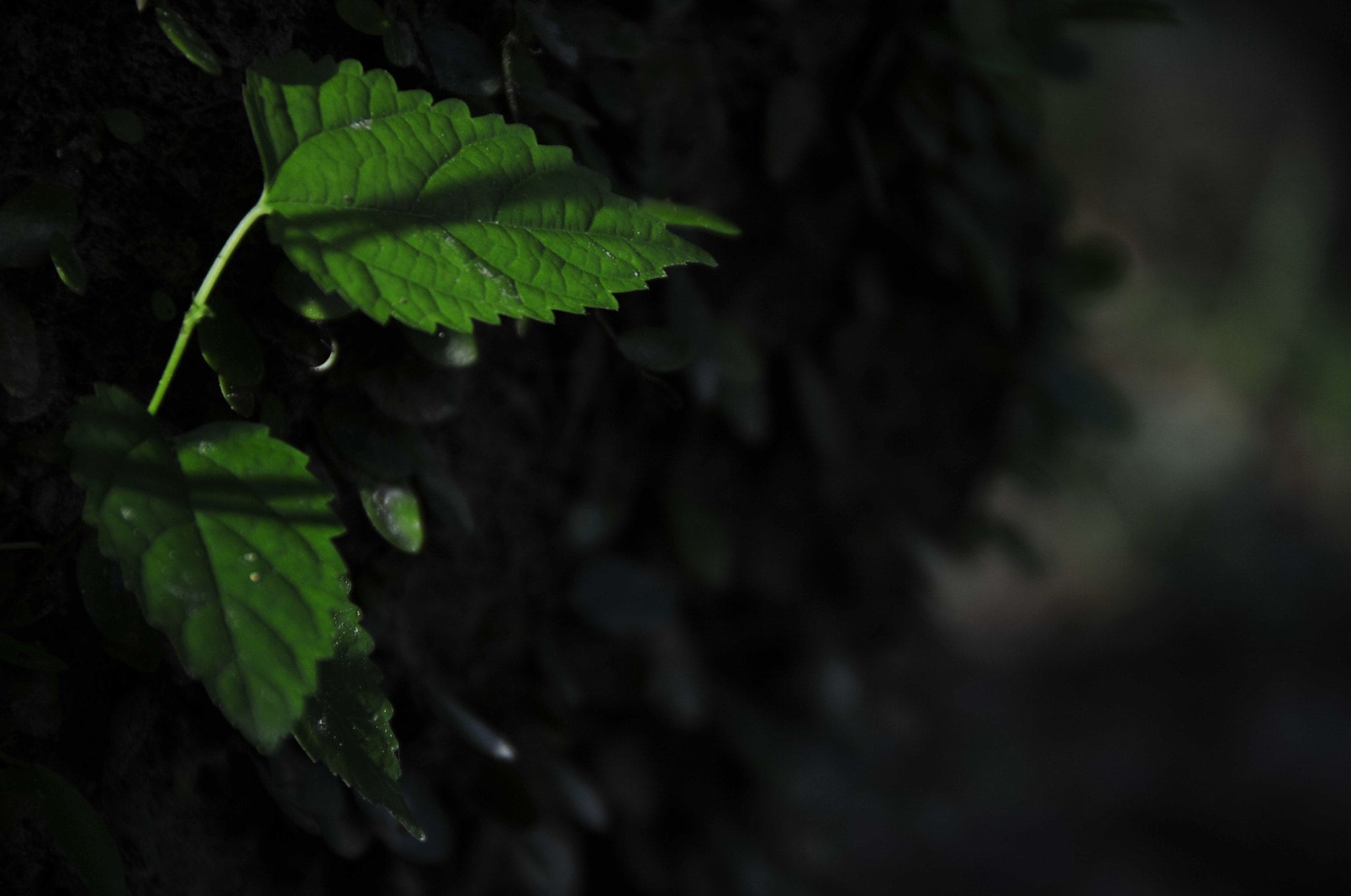 Nikon D3 sample photo. .. photography