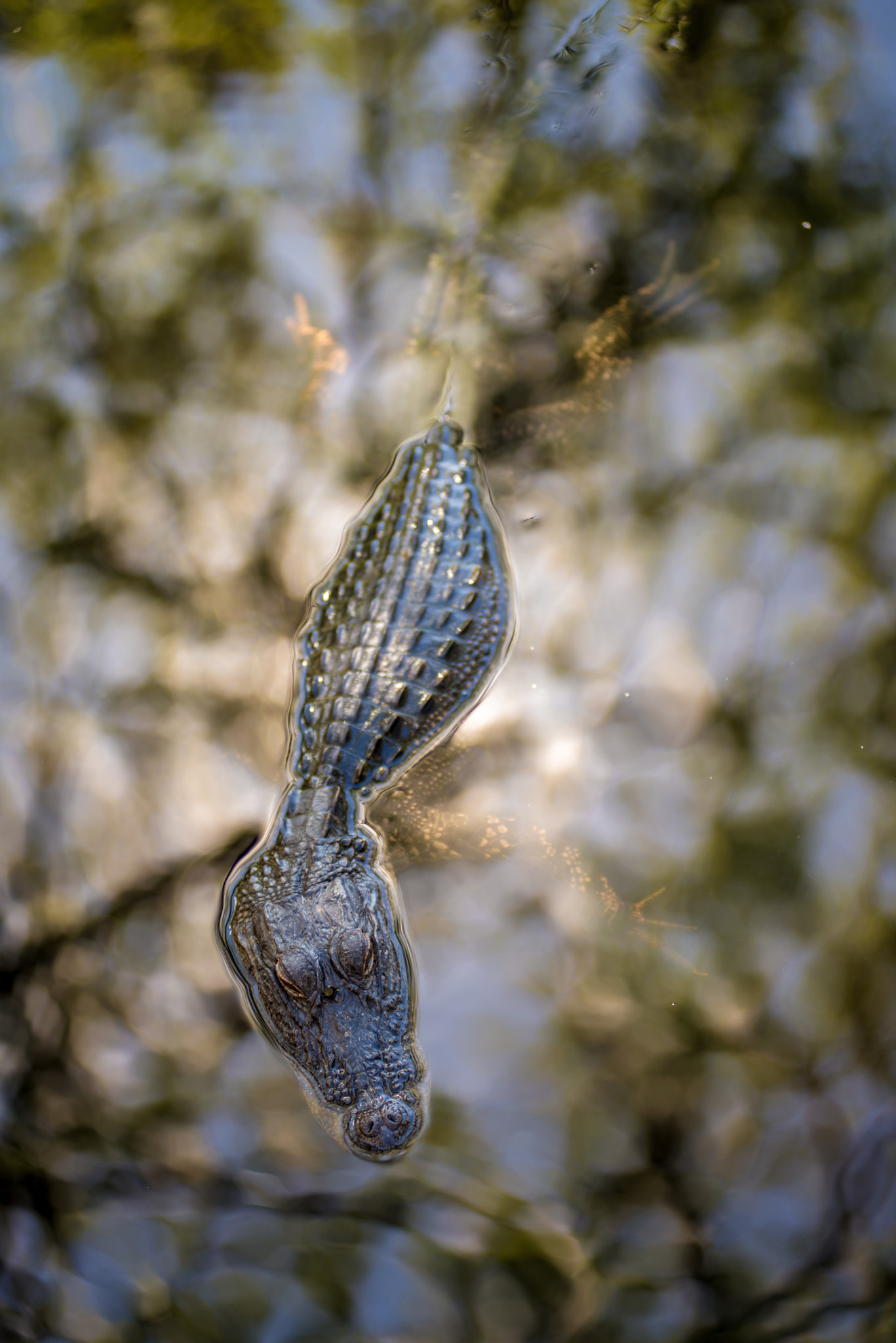 AF Zoom-Nikkor 80-200mm f/2.8 ED sample photo. Alligator and reflection photography
