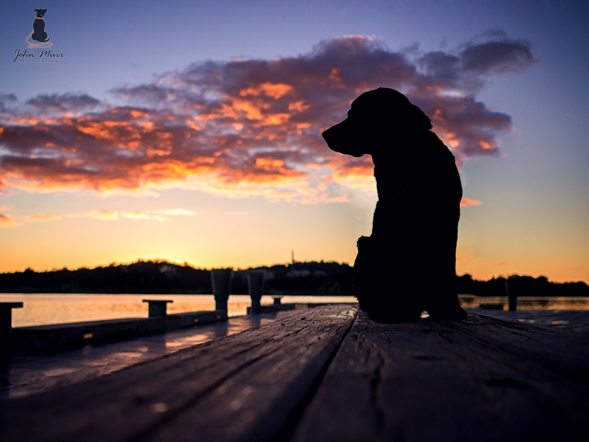 Olympus PEN E-P3 + Olympus M.Zuiko Digital 17mm F1.8 sample photo. Lewis - such a refined dog model :) photography