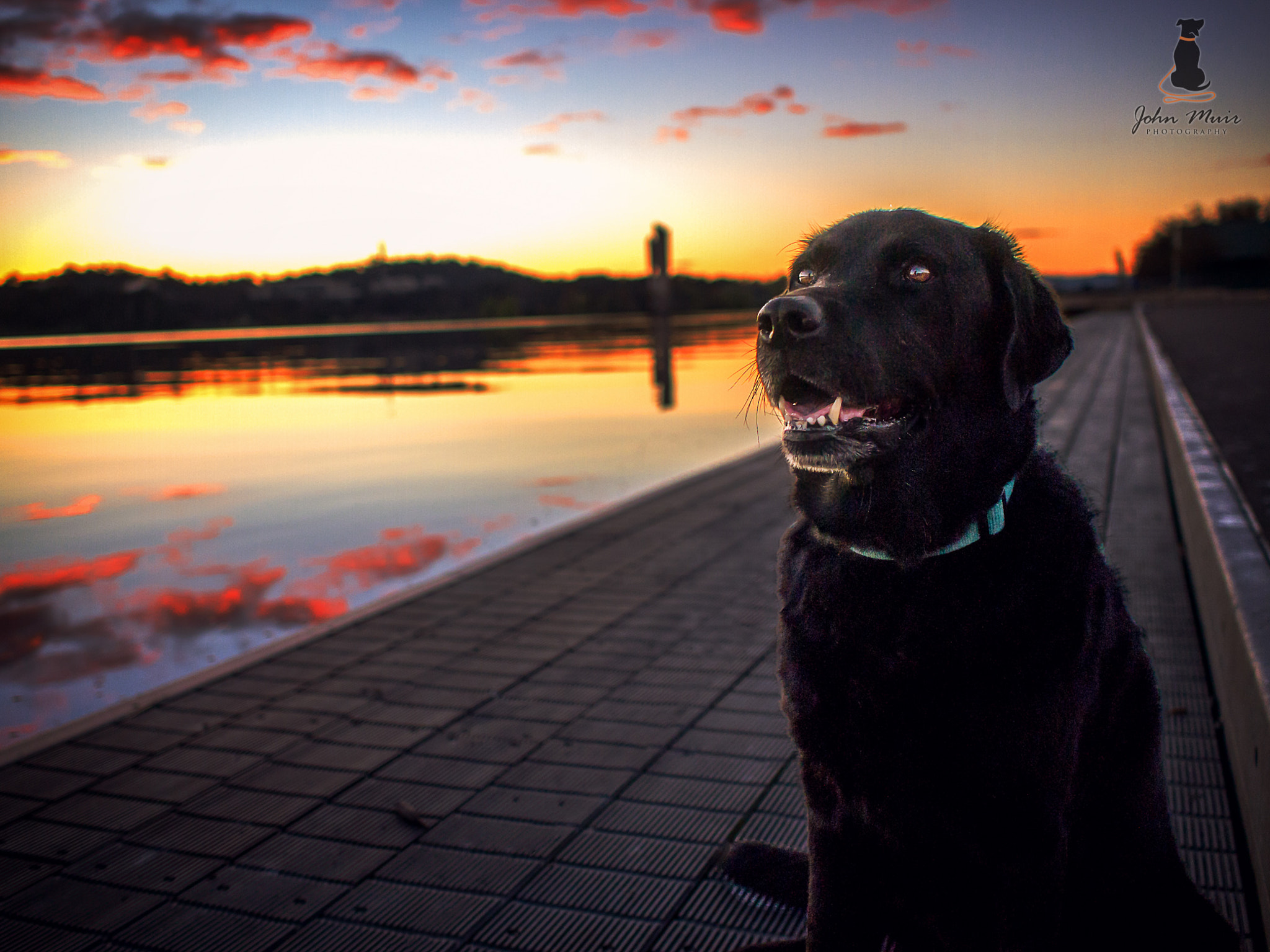 Olympus PEN E-P3 + Olympus M.Zuiko Digital 17mm F1.8 sample photo. Lewis - such a great dog model :) photography