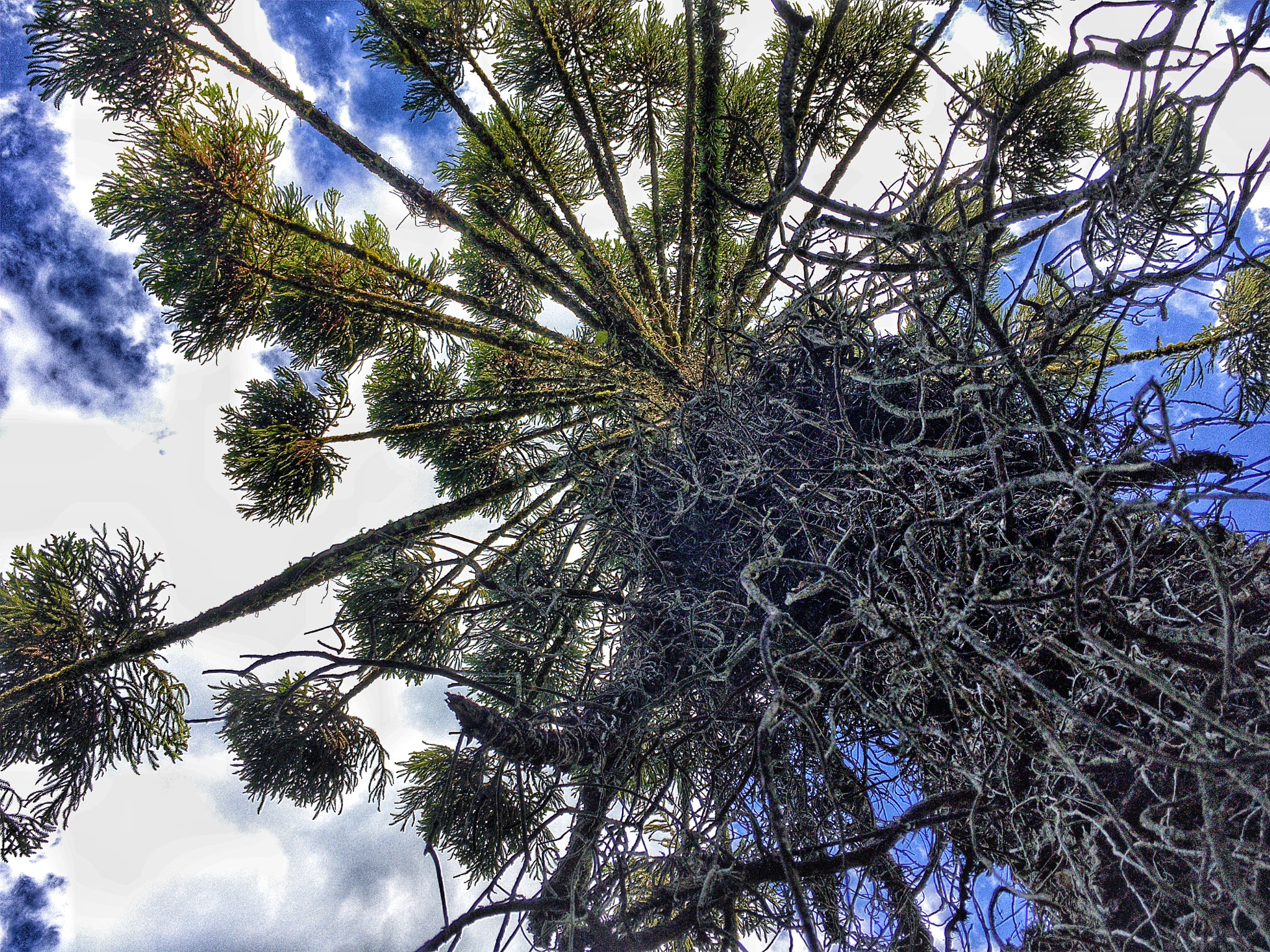 Moment SuperFish 15mm sample photo. Looking up photography