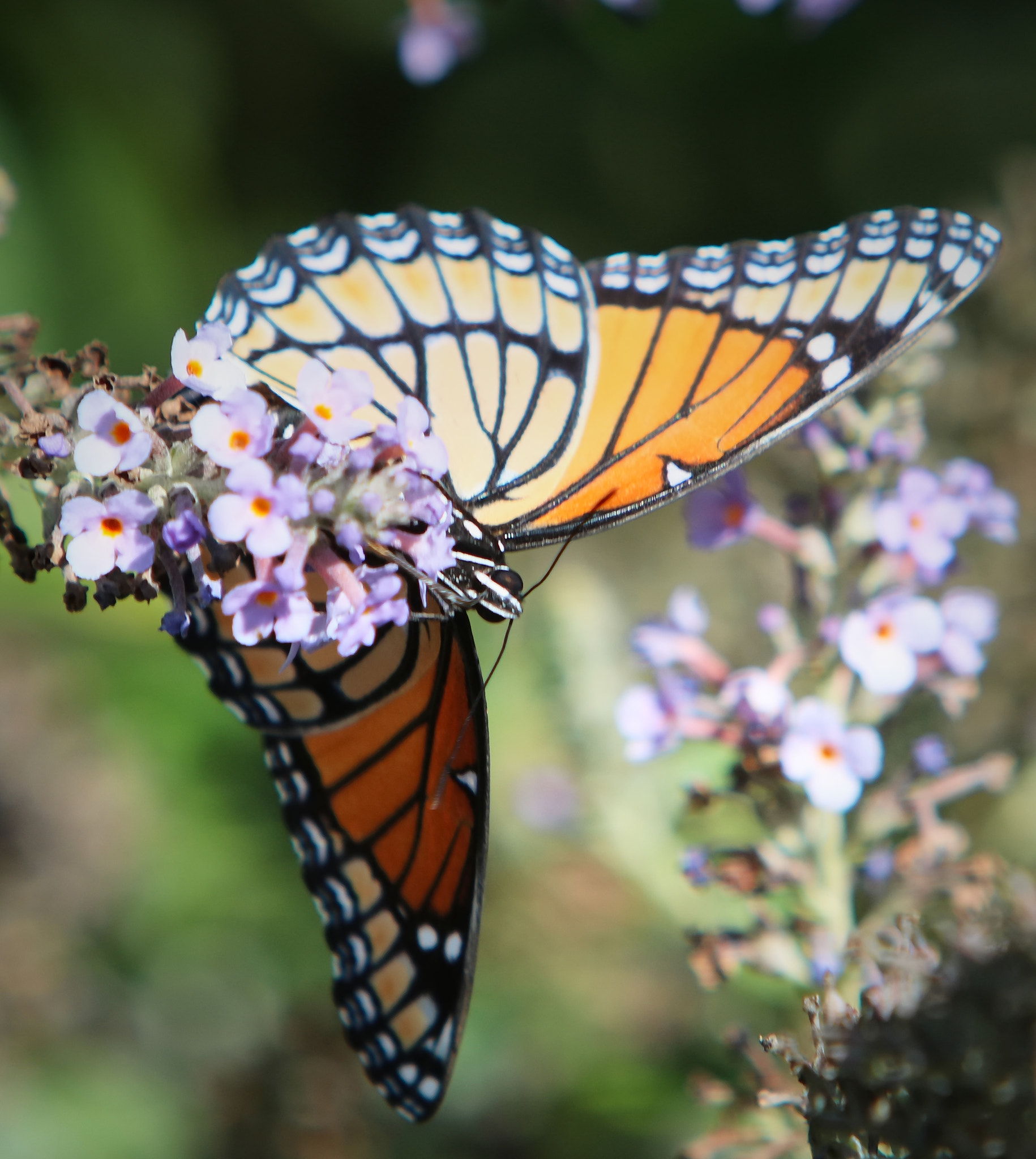 Canon EF 70-200mm F2.8L IS USM sample photo. Butterfly photography
