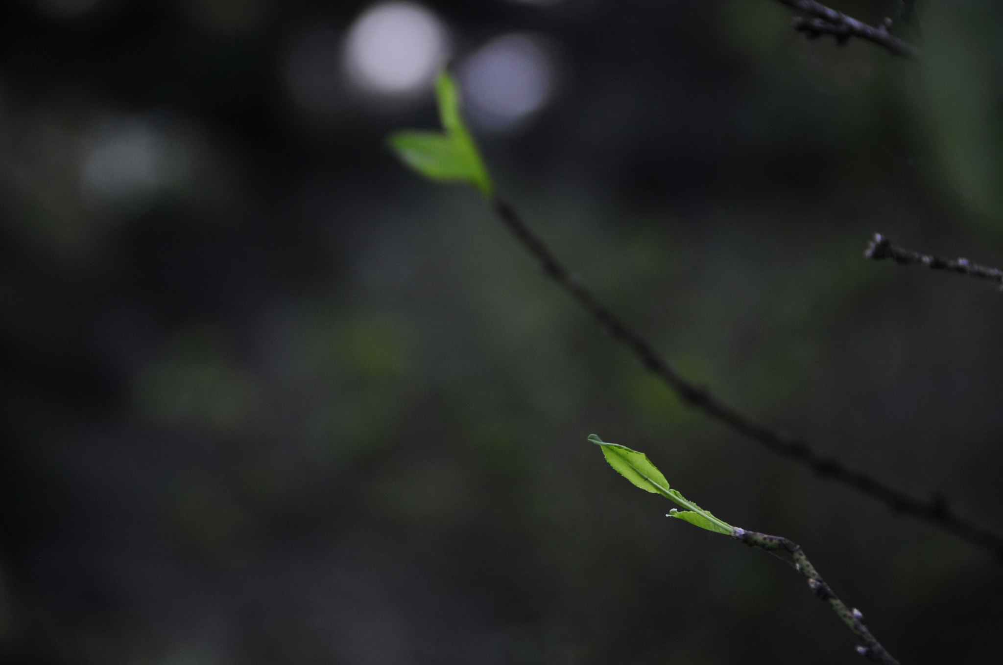 Nikon D3 sample photo. .. photography