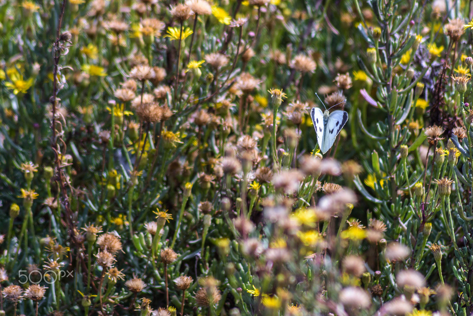 Sigma 70-300mm F4-5.6 APO DG Macro sample photo. Flower carpet photography