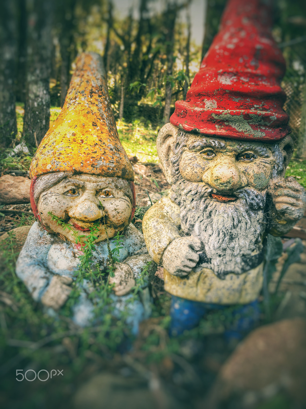 Apple iPhone8,4 + Moment SuperFish 15mm sample photo. Old garden gnome photography